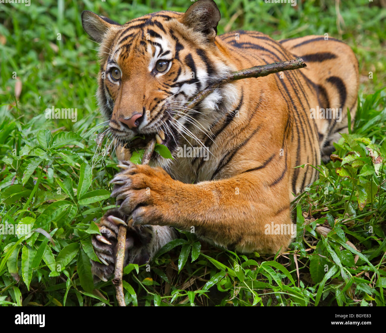 La tigre di Sumatra (Panthera tigris sumatrae) masticare un bastone. Foto Stock