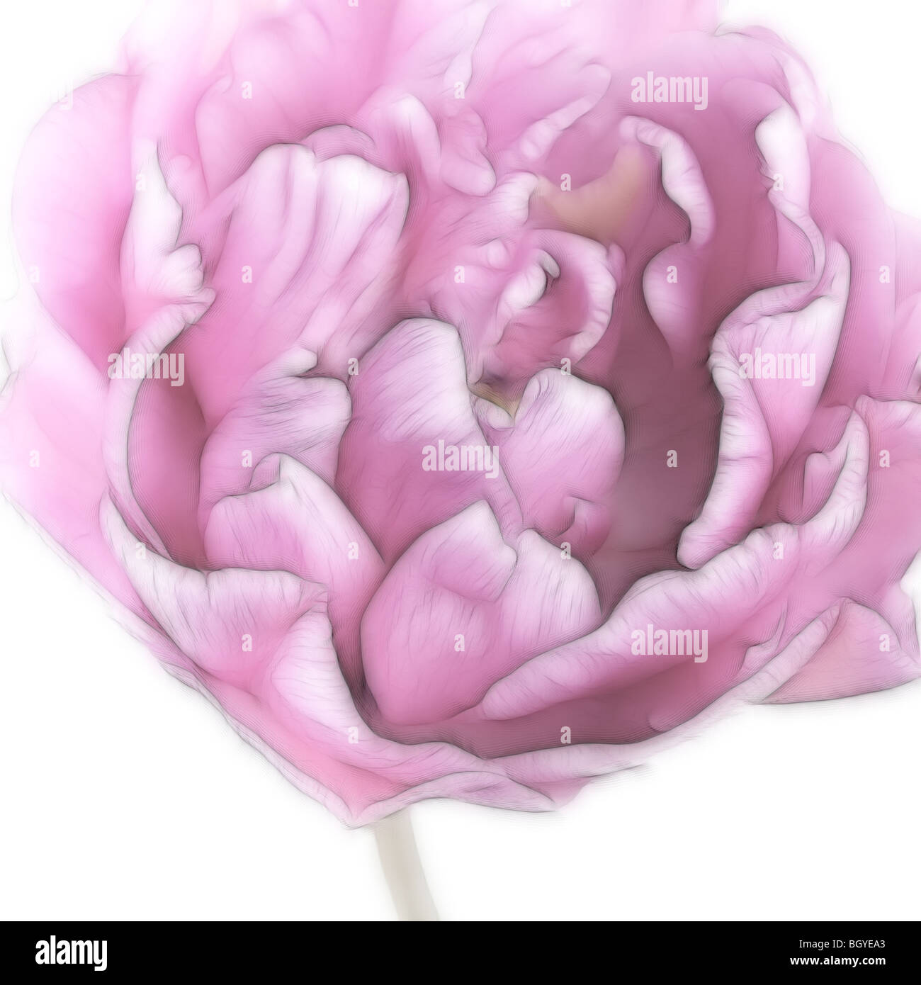 Illustrazione della foto: un close-up di un singolo pink tulip in piena fioritura Foto Stock