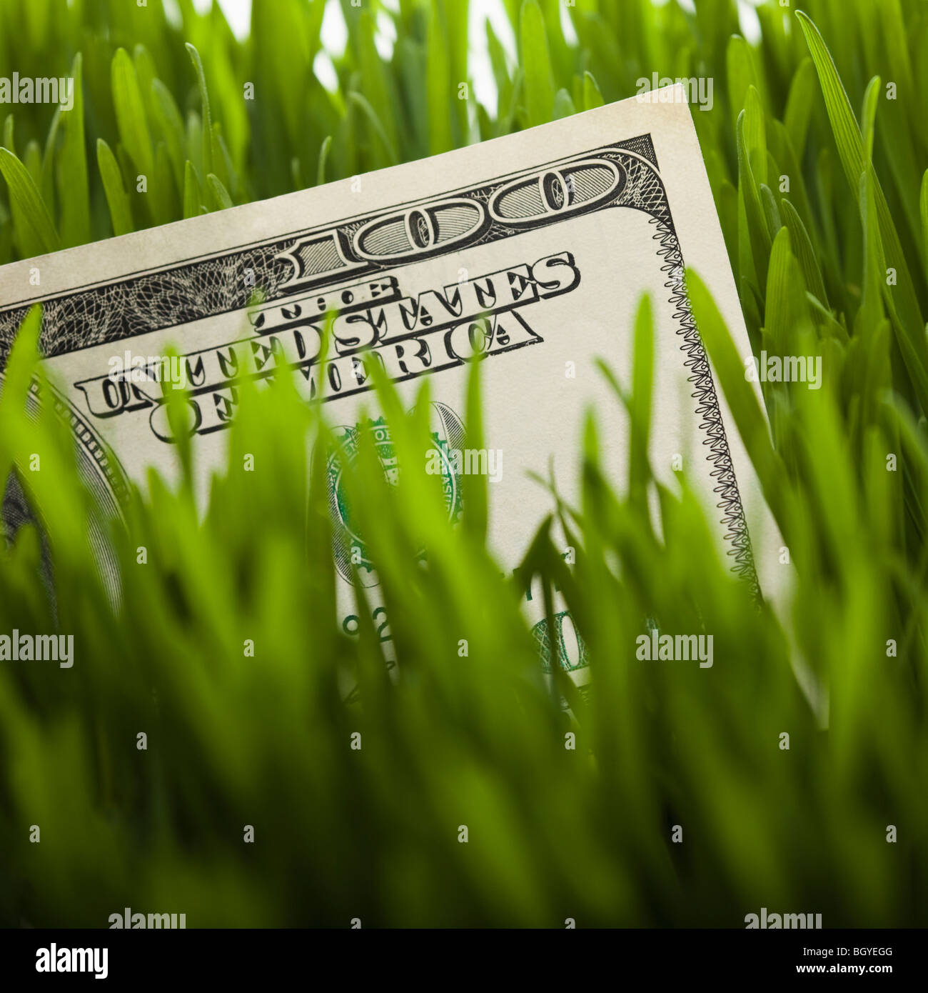 100 dollari in erba Foto Stock