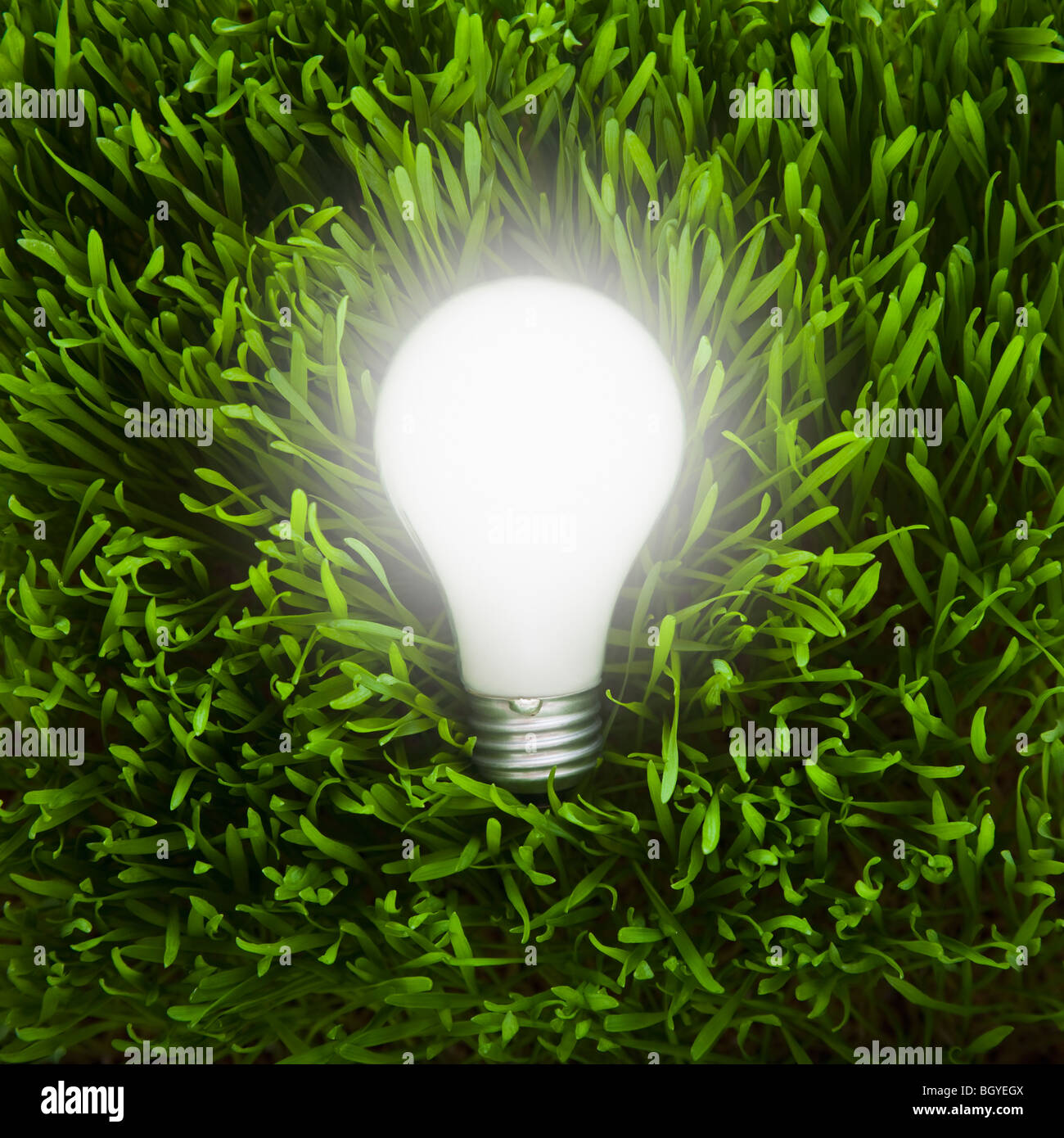 Lampadina della luce in erba Foto Stock