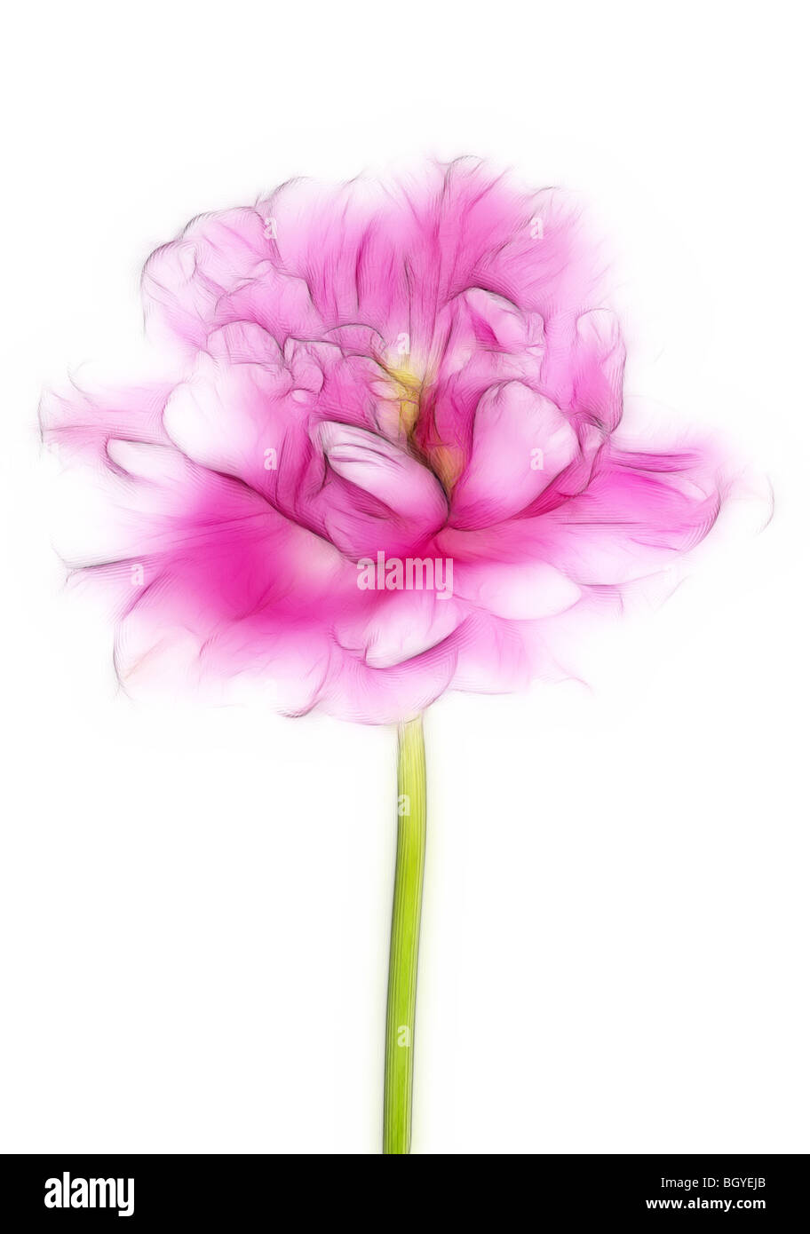 Illustrazione della foto: un close-up di un singolo pink tulip in piena fioritura Foto Stock