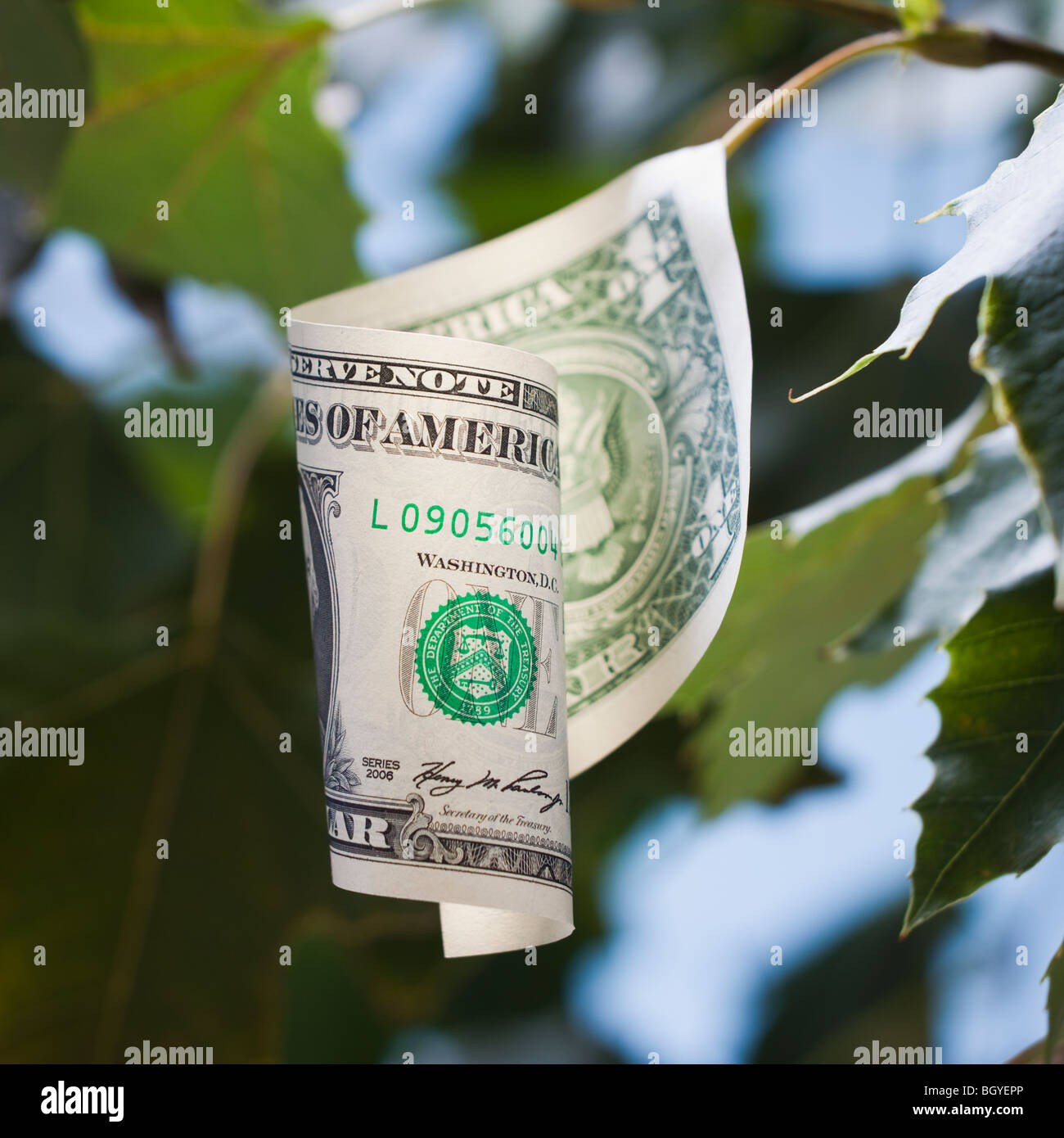 Moneta americana crescente su albero Foto Stock