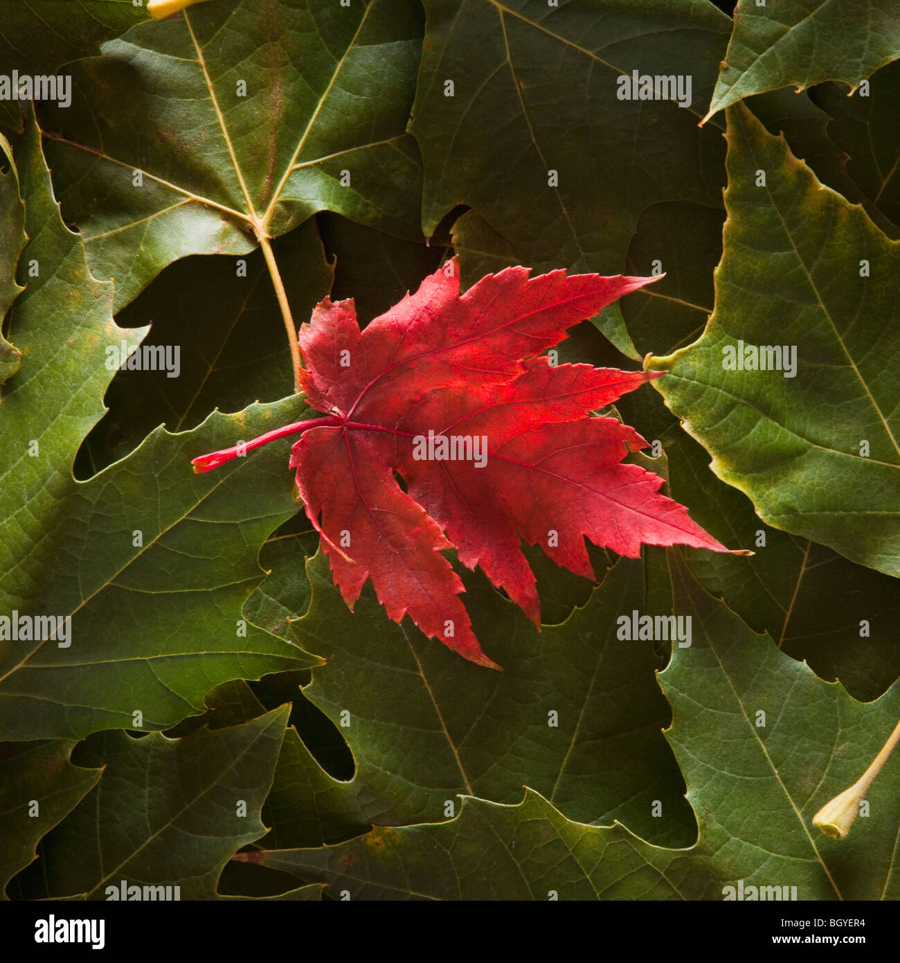 Maple Leaf sulla parte superiore delle foglie di platano Foto Stock