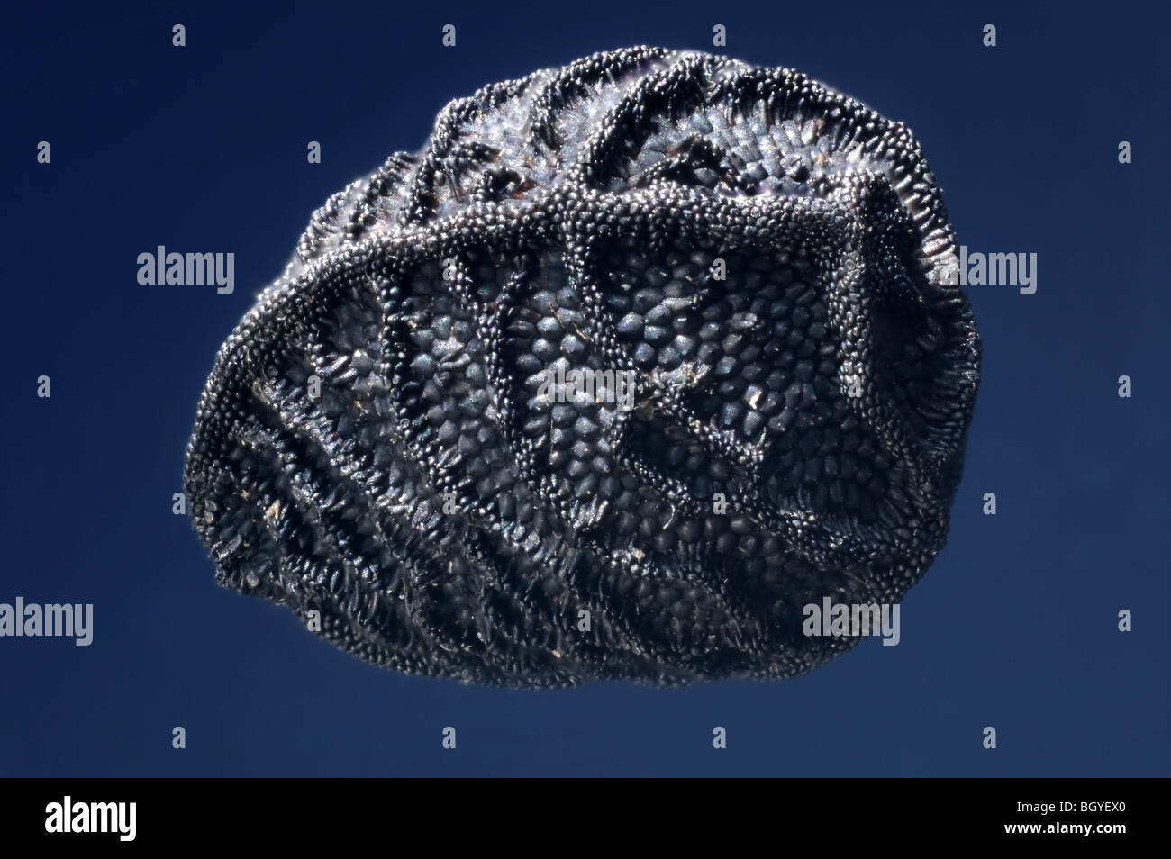 Un singolo seme Nigella (l'amore-in-un-nebbia) in extreme close up Foto Stock