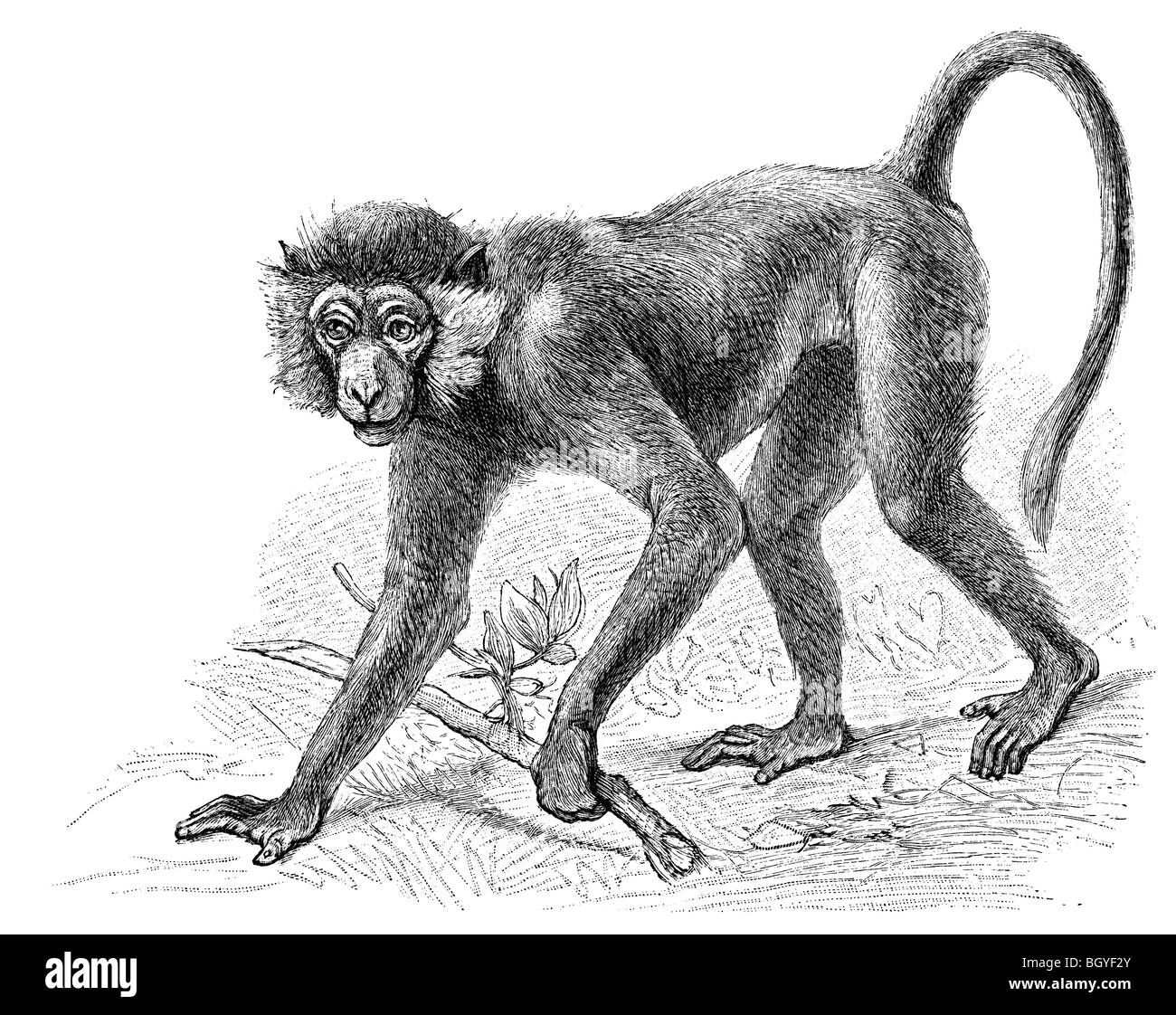 Ormeggiare scimmia Foto Stock
