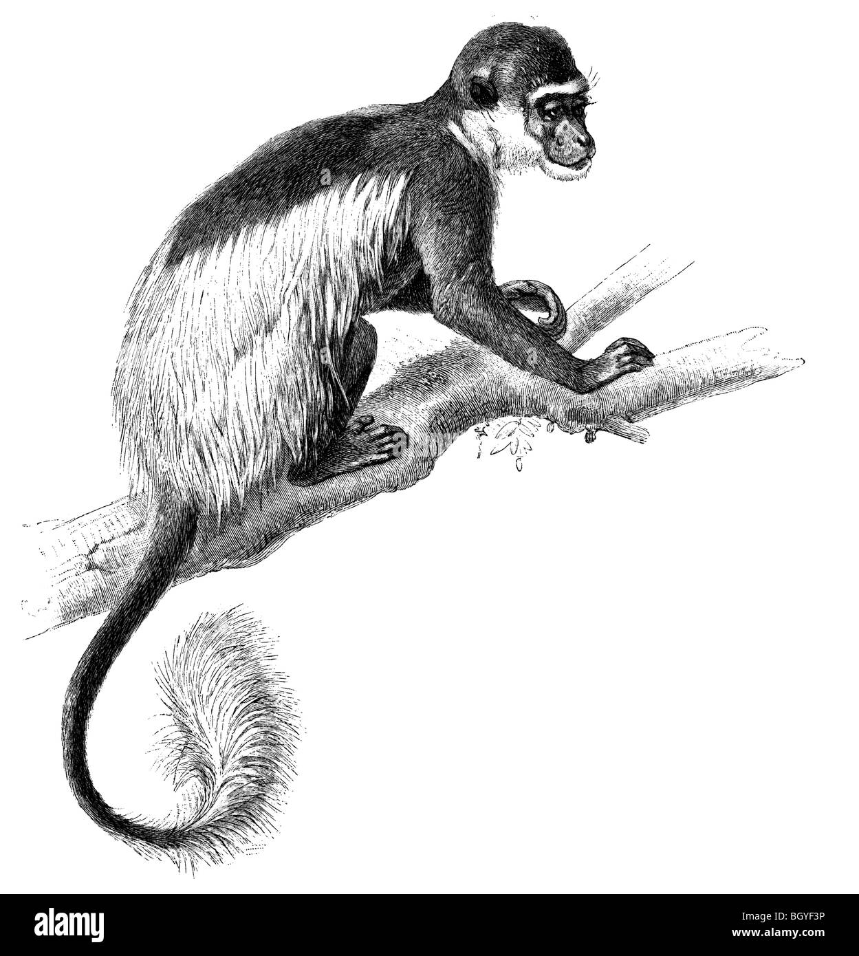 In bianco e nero colobus Guereza, Foto Stock