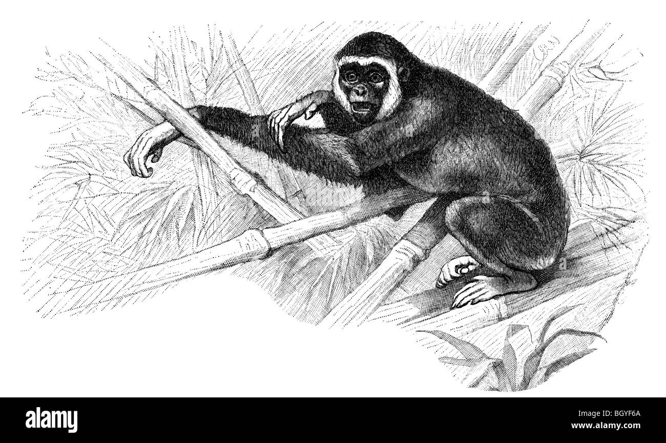 Lar gibbone (Hylobates lar) Foto Stock