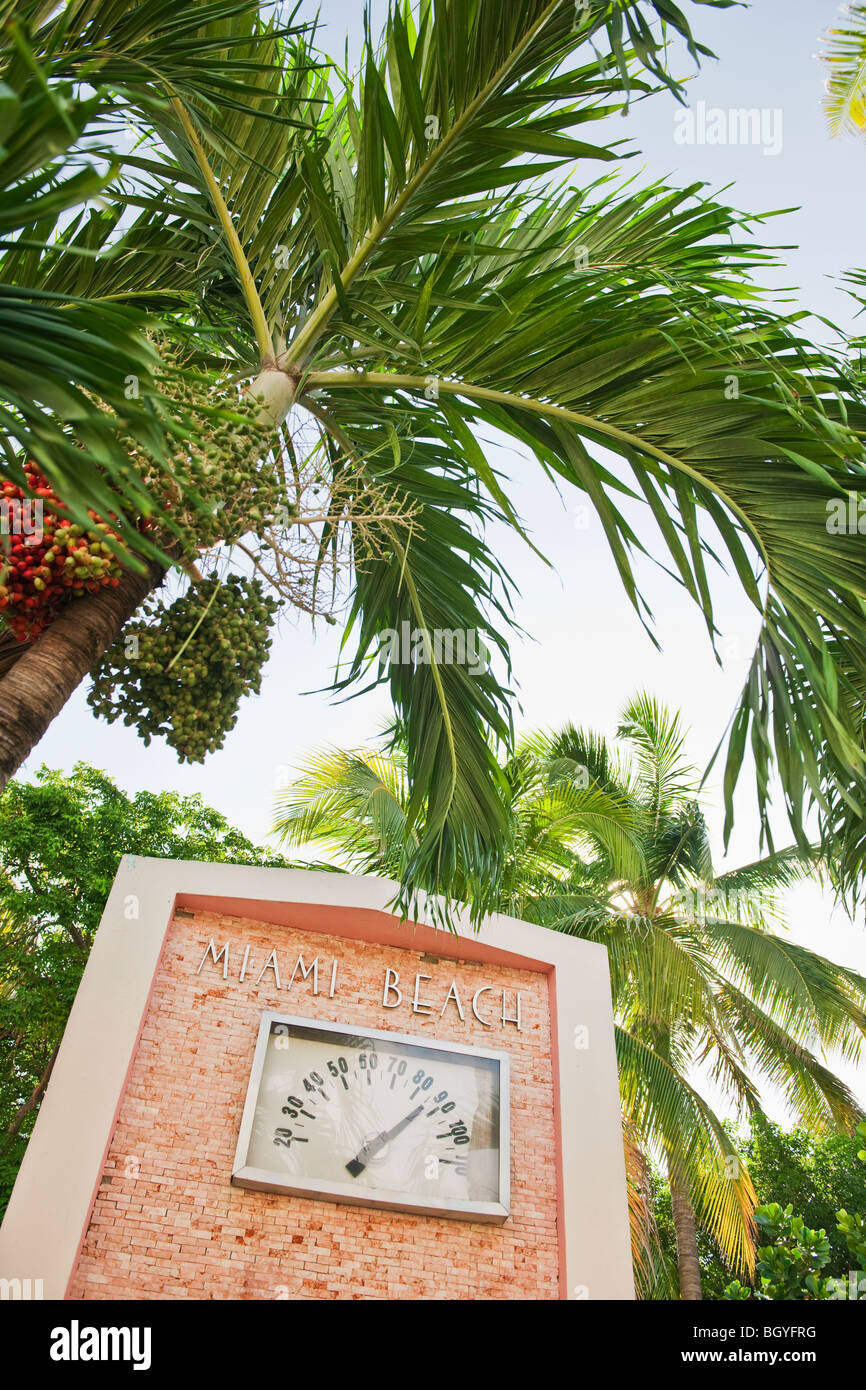 Palme e termometro Foto Stock