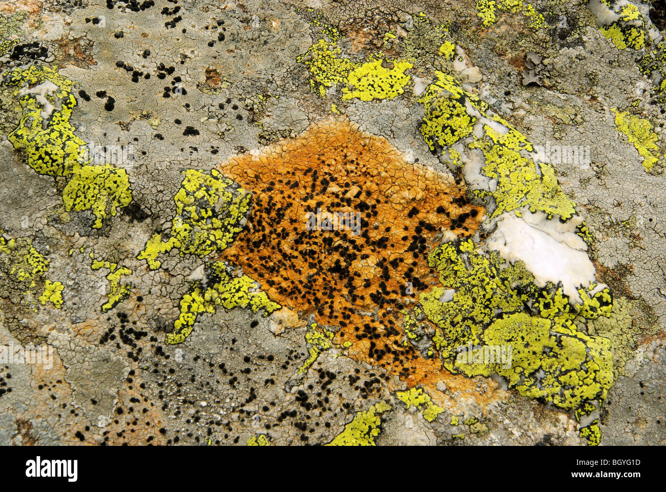 Flechte - lichen 07 Foto Stock