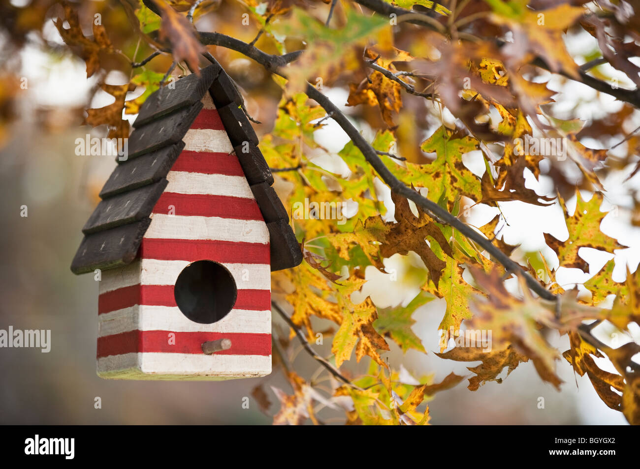 Arrotino manuale Foto Stock