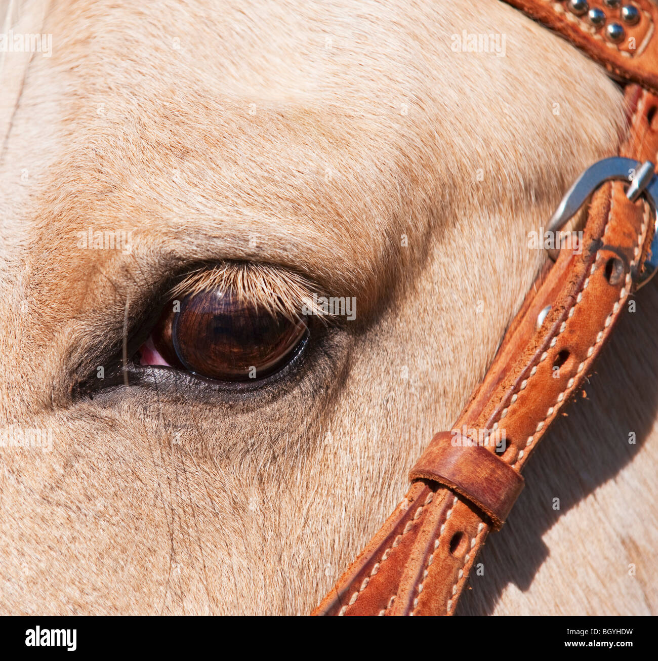 Close-up di horse's eye Foto Stock