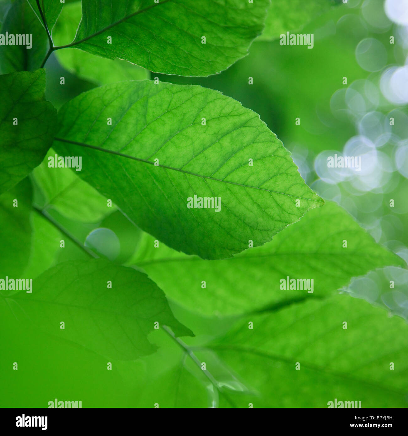 Lascia in presenza di luce solare Foto Stock
