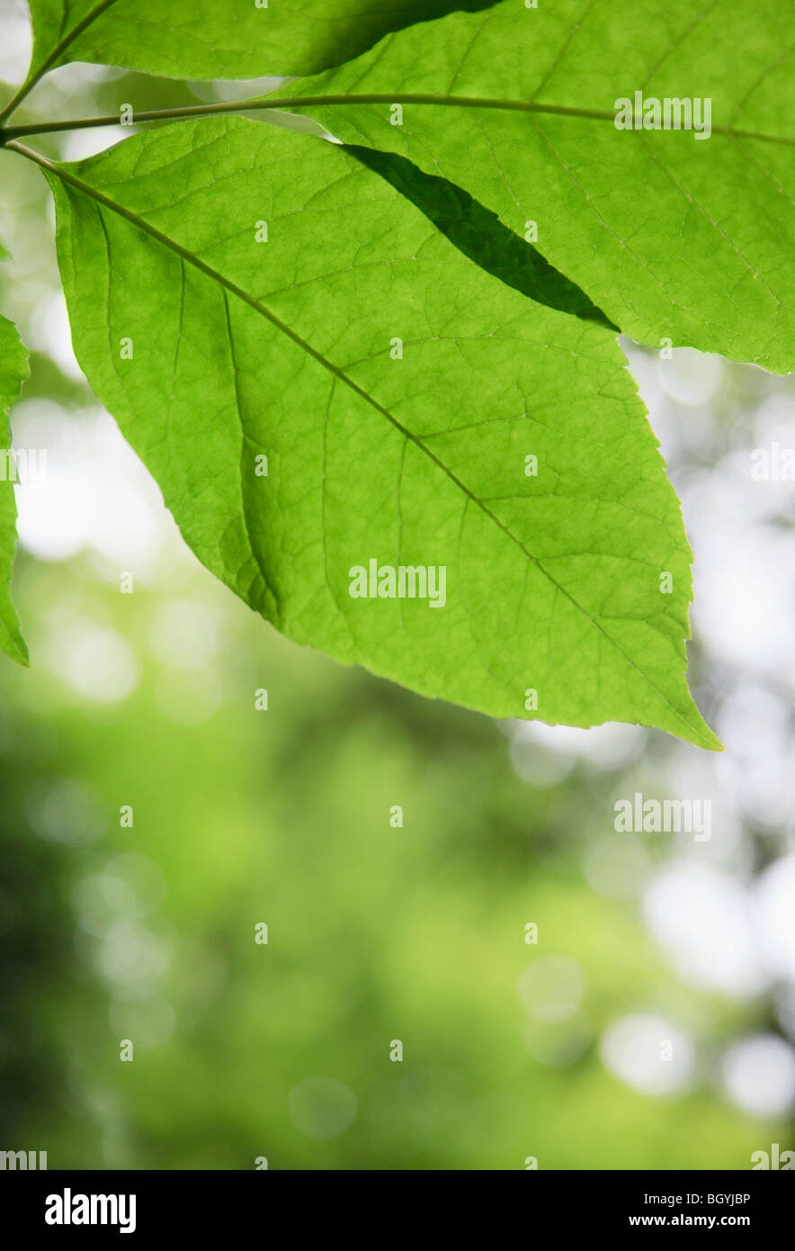 Lascia in presenza di luce solare Foto Stock