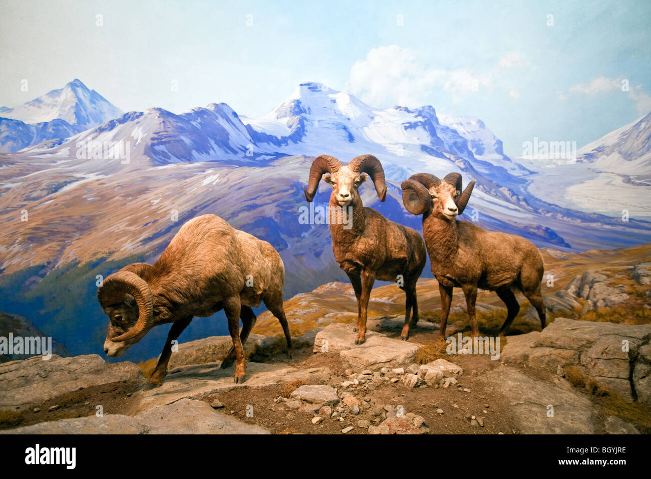 Il Museo Americano di Storia Naturale di New York Foto Stock