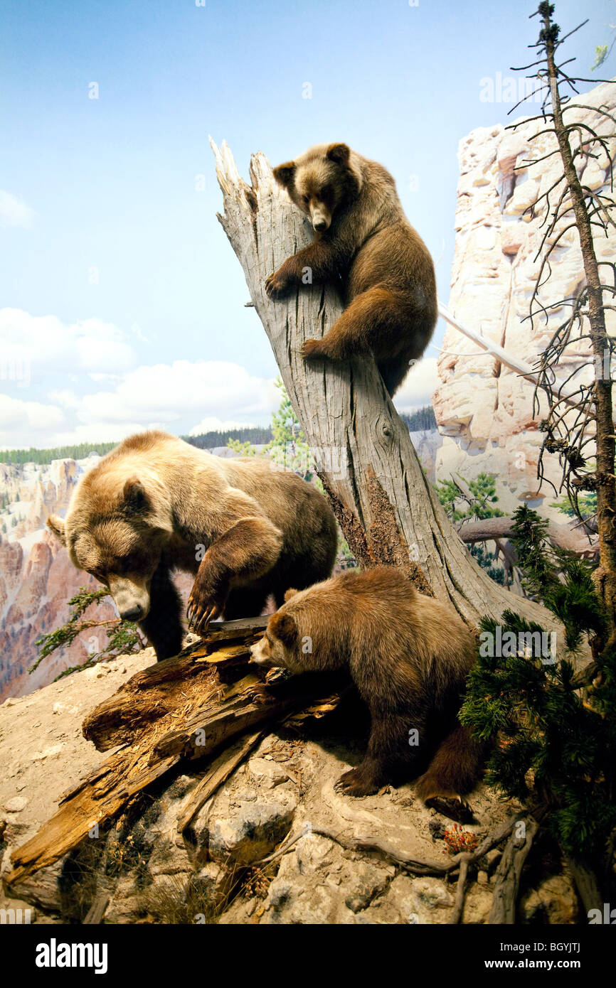 Il Museo Americano di Storia Naturale di New York Foto Stock