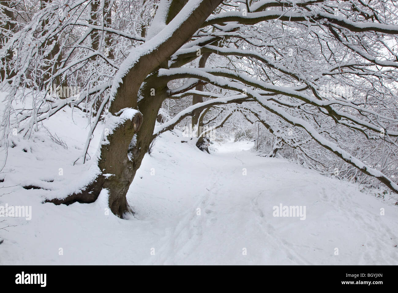 Bosco di Faggio a Aldbury Nowers su la Ridgeway a lunga distanza percorso in inverno la neve Foto Stock