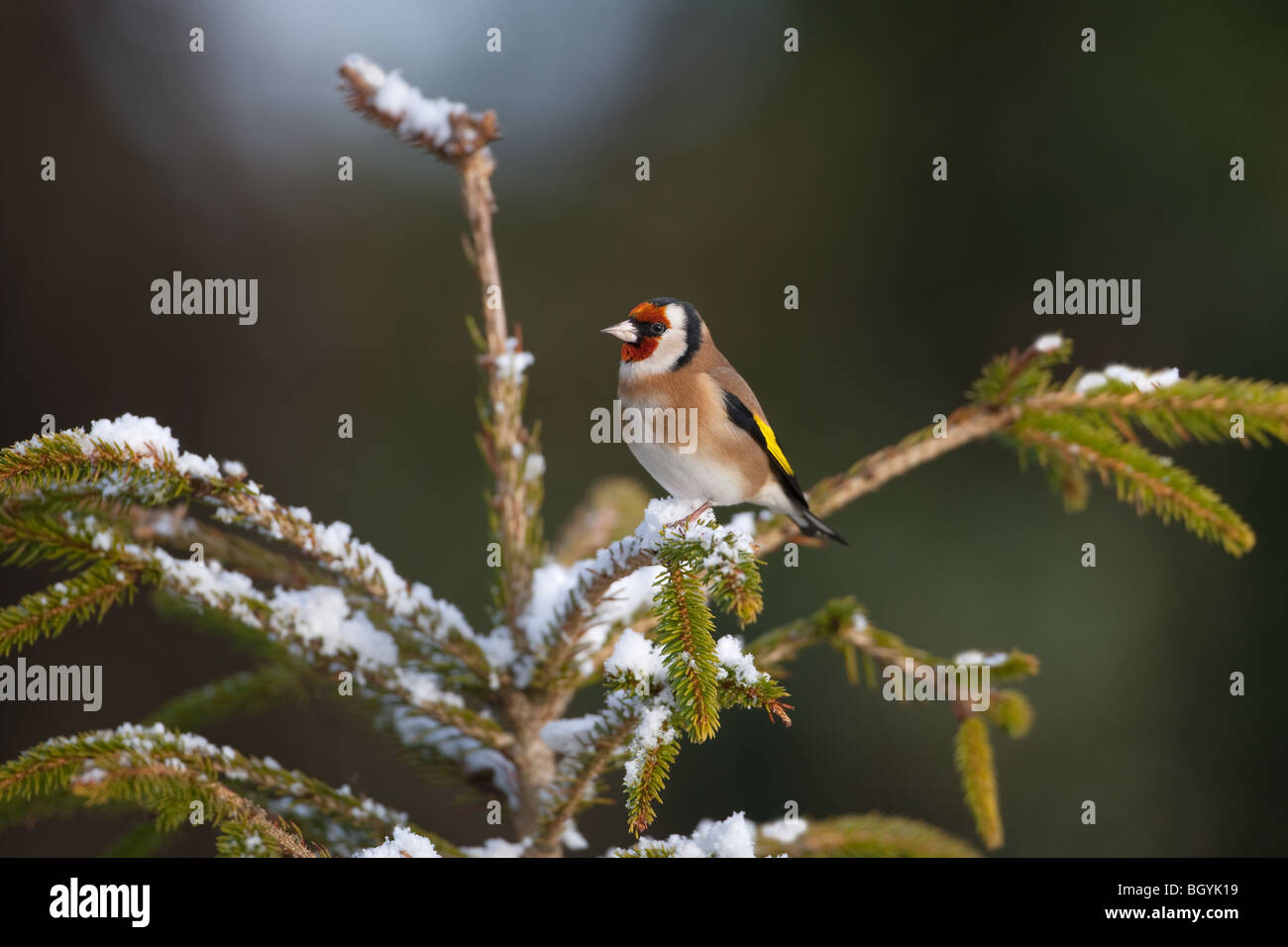 Cardellino Carduelis carduelis arroccato su di conifere neve invernale Foto Stock