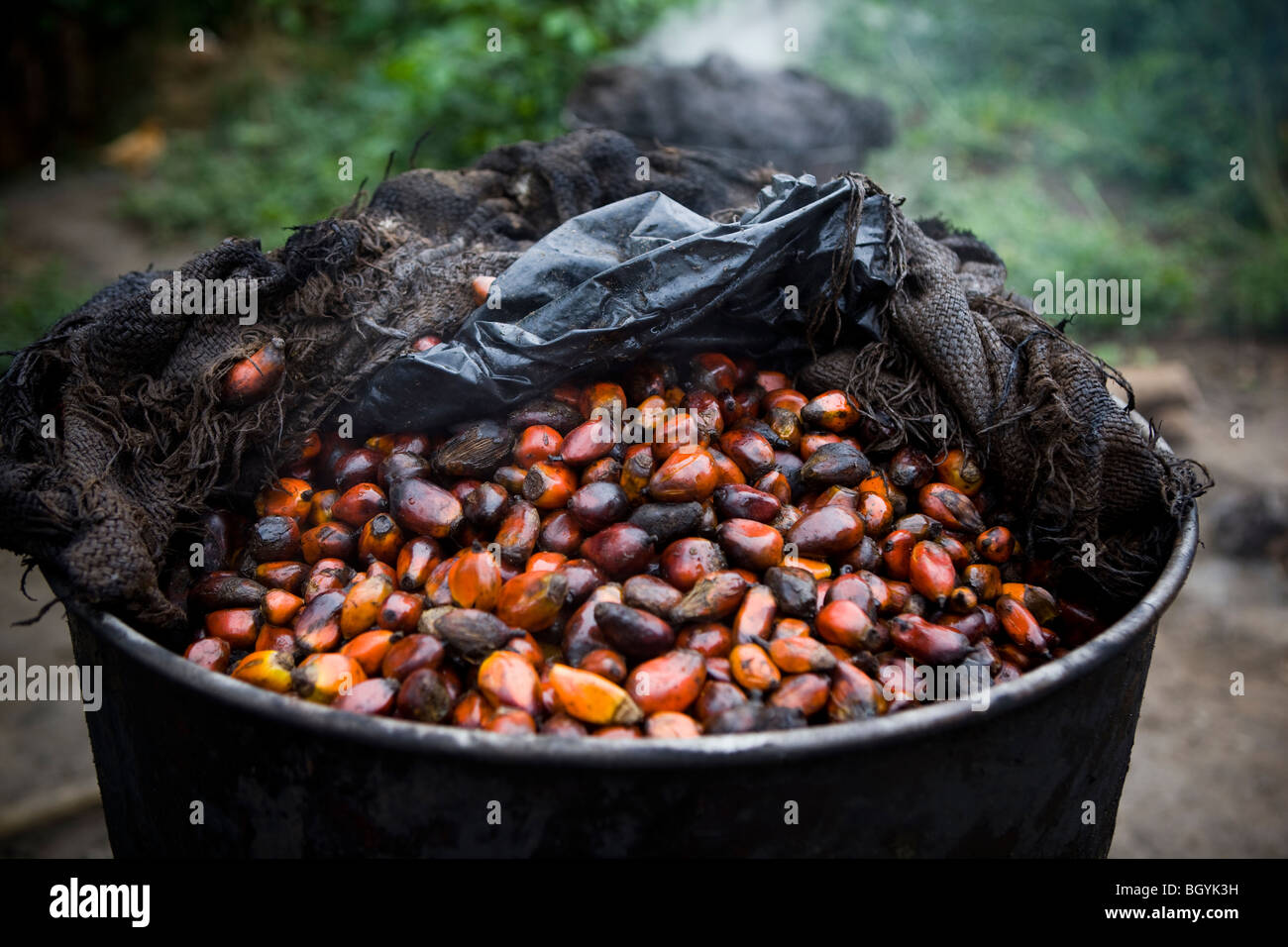Palm semi utilizzati per rendere l'olio di palma Foto Stock