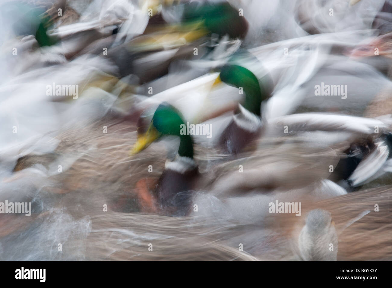 Una lunga esposizione di germani reali e a testa nera Gabbiani alimentazione su un laghetto Foto Stock