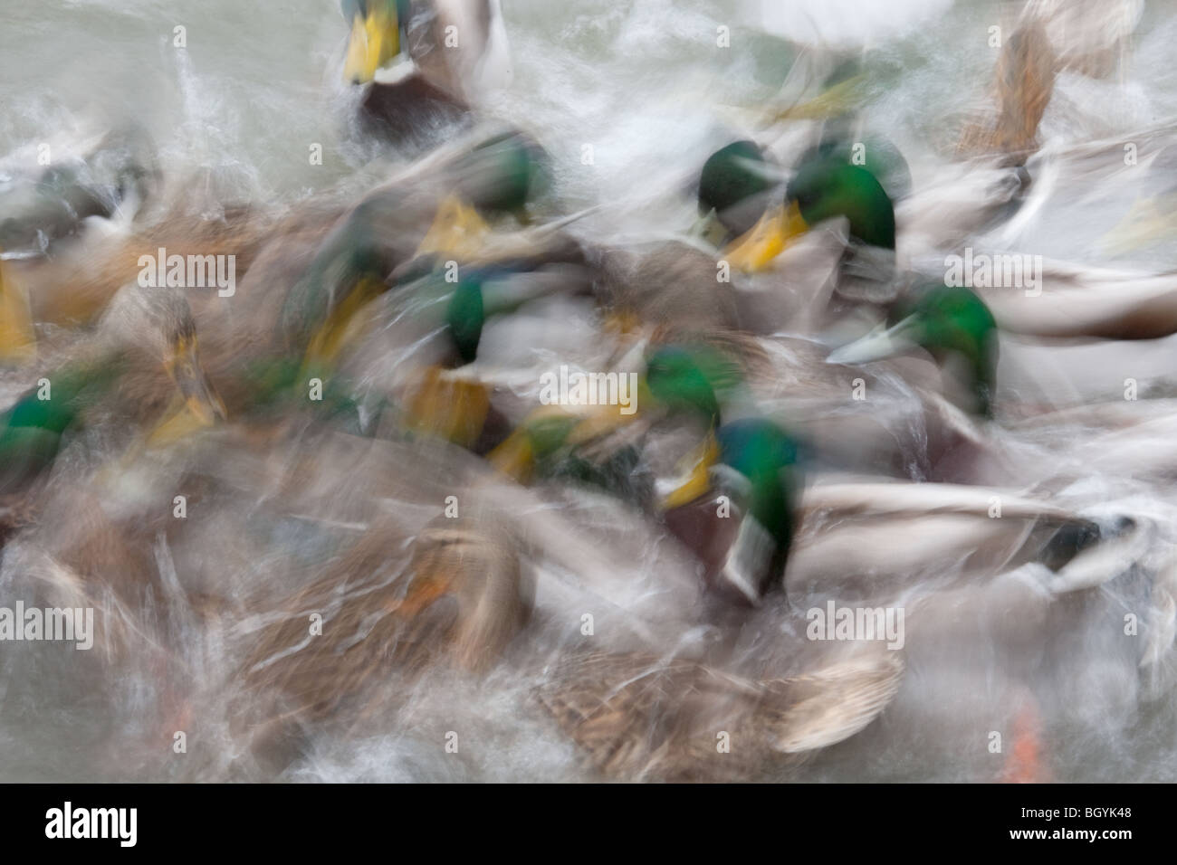 Una lunga esposizione di germani reali e a testa nera Gabbiani alimentazione su un laghetto Foto Stock