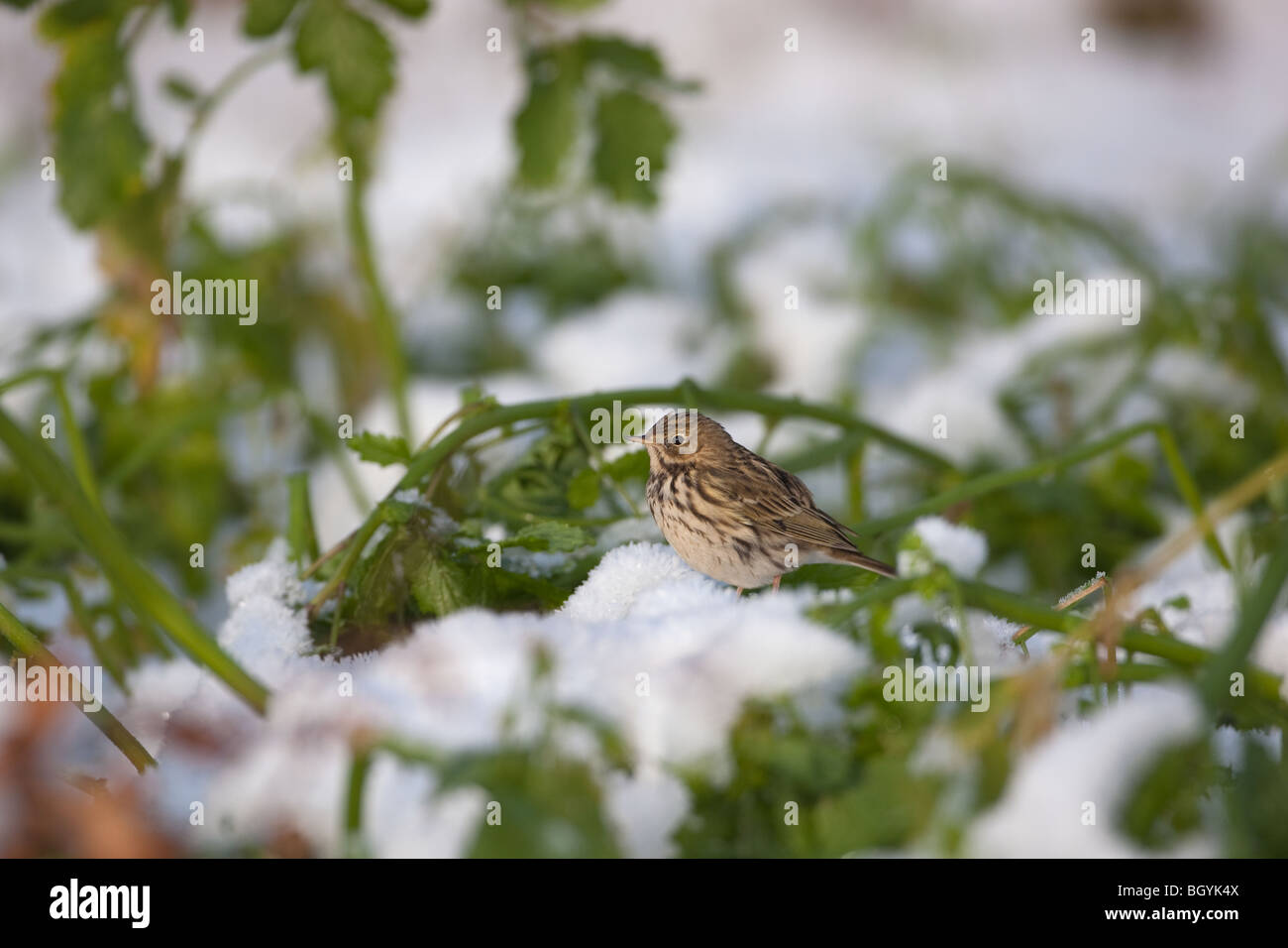 Meadow Pipit Anthus pratensis nella neve Foto Stock