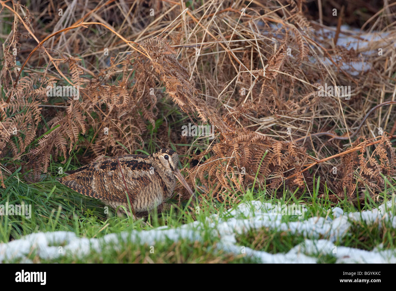 Woodcock Scolopax rusticola alimentando in neve su Norfolk superfici agricole costiere Foto Stock