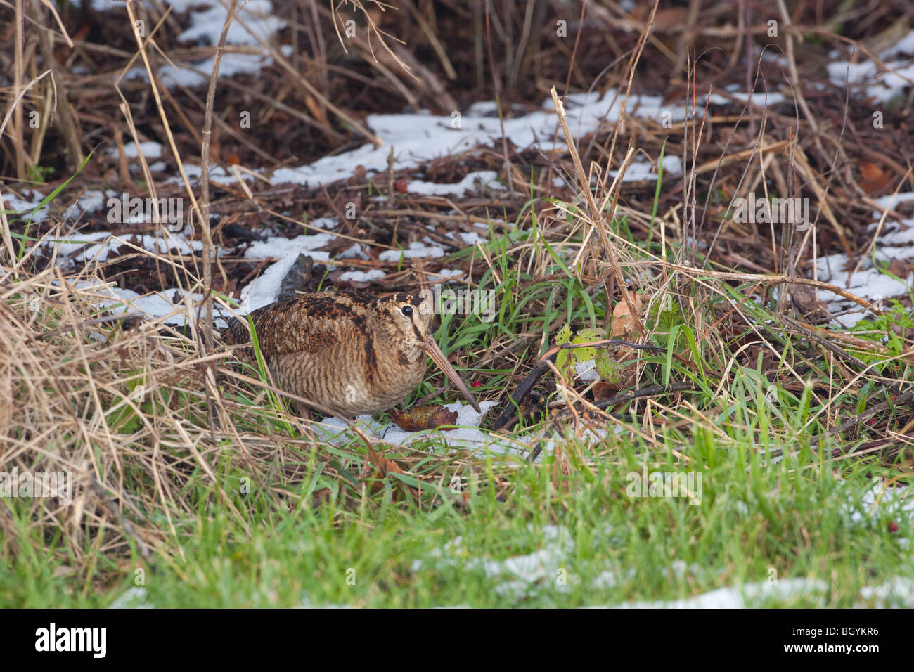 Woodcock Scolopax rusticola alimentando in neve su Norfolk superfici agricole costiere Foto Stock