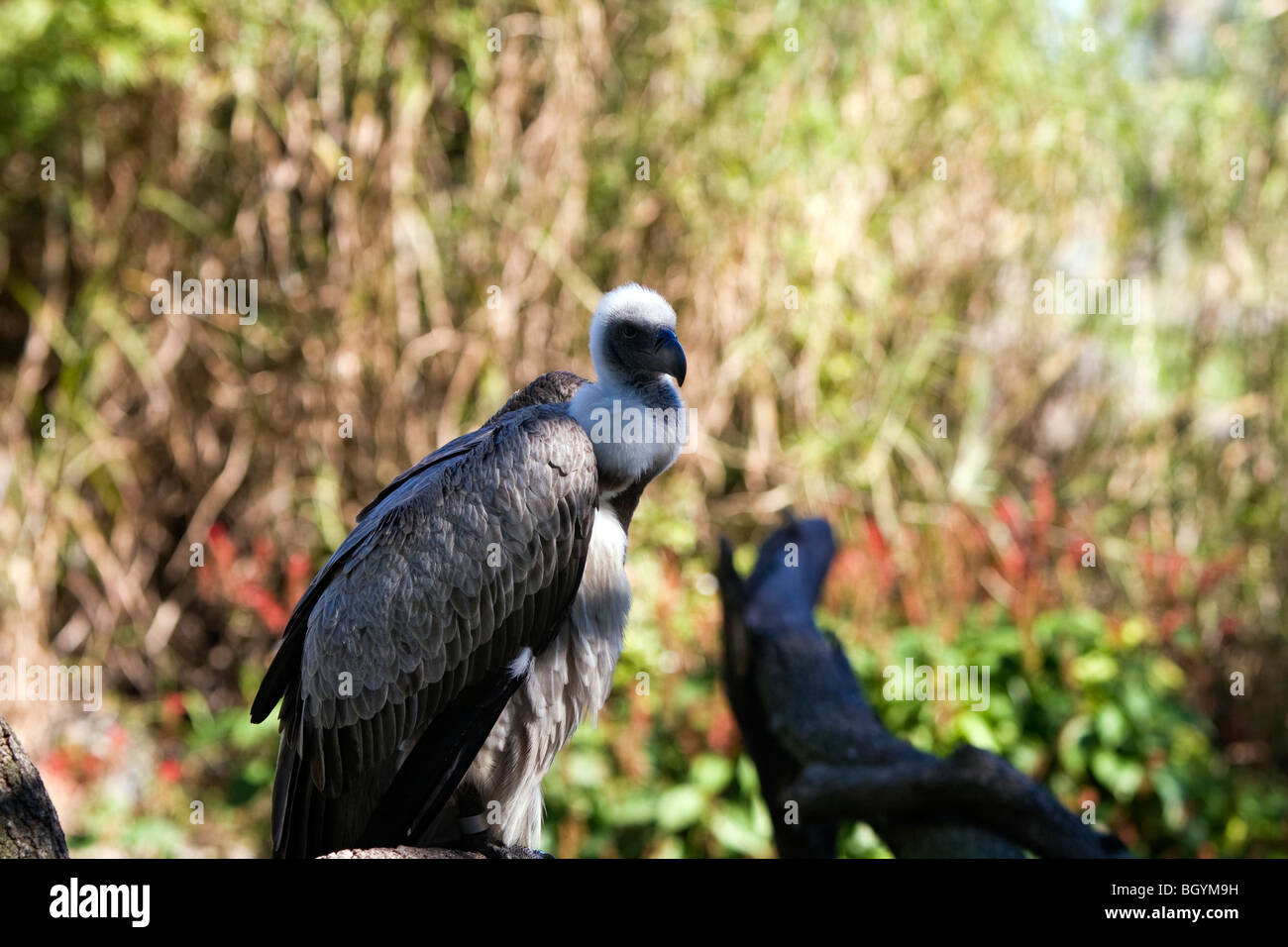 Dorso bianco vulture. Foto Stock