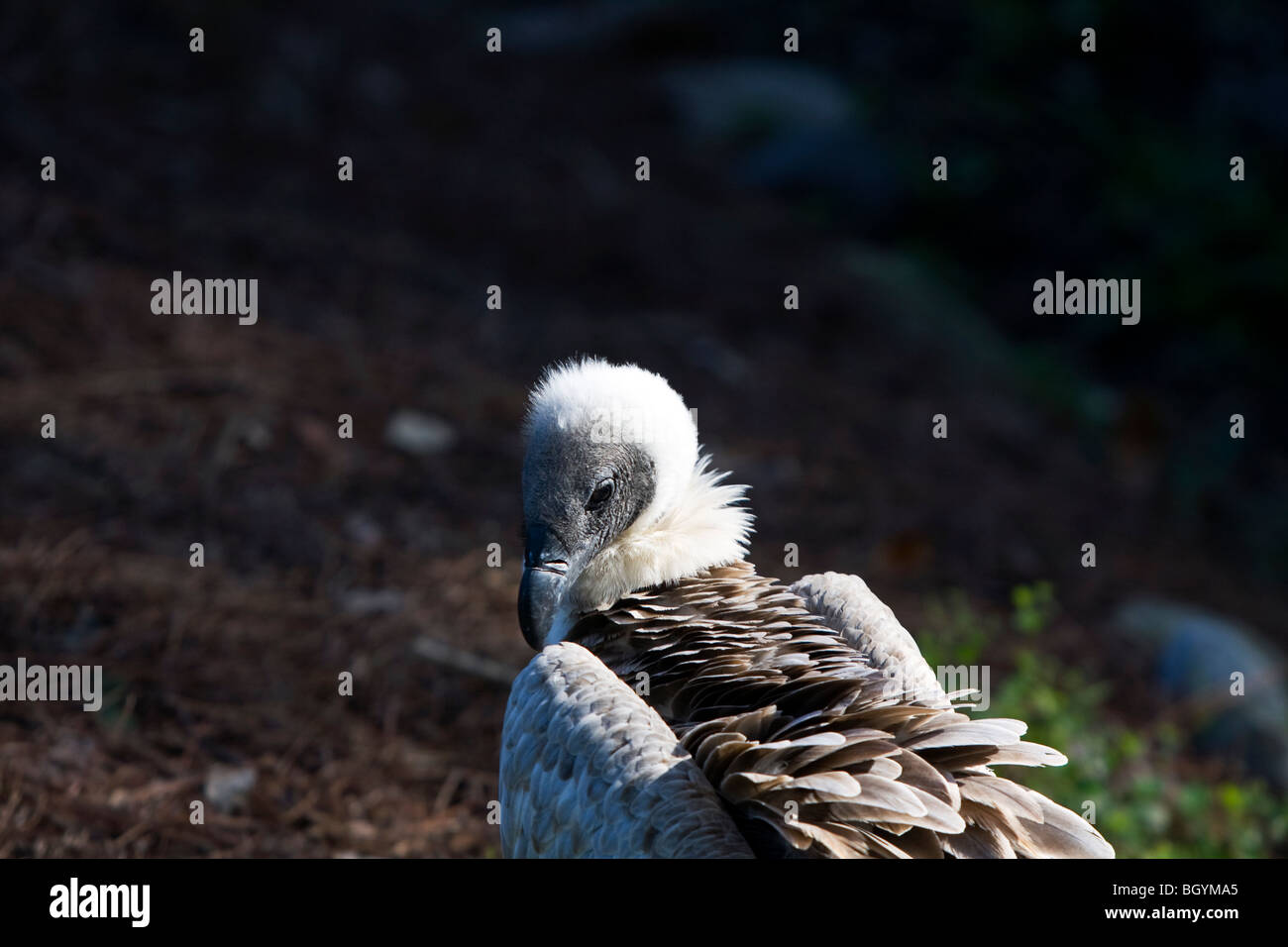 Dorso bianco vulture. Foto Stock