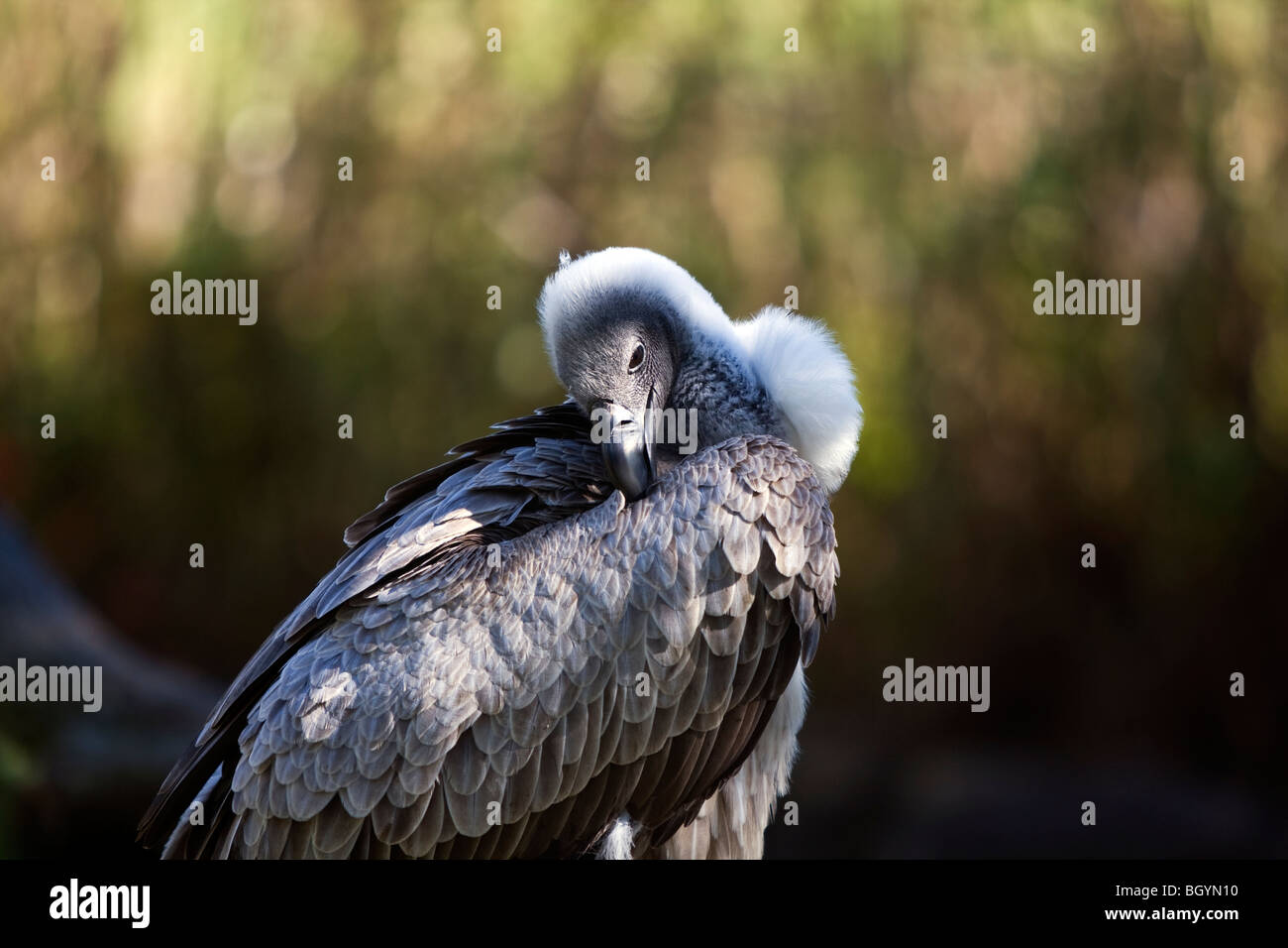 Dorso bianco vulture. Foto Stock