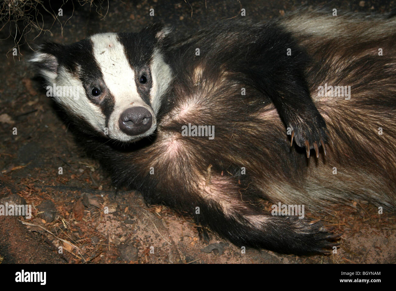 Farcite Eurasian Badger Meles meles Foto Stock