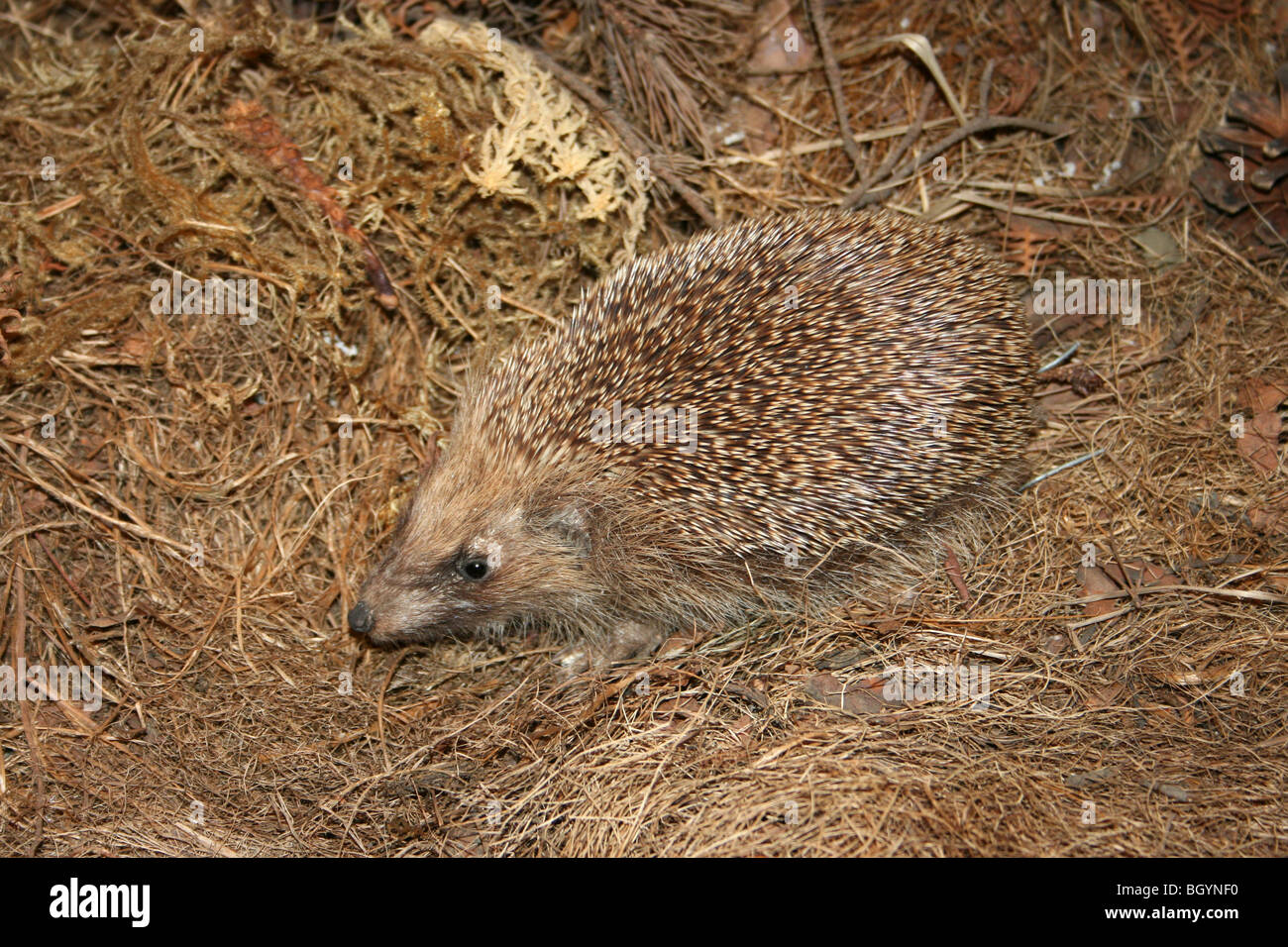 Farcite Riccio Erinaceus europaeus in un ambiente naturale Foto Stock