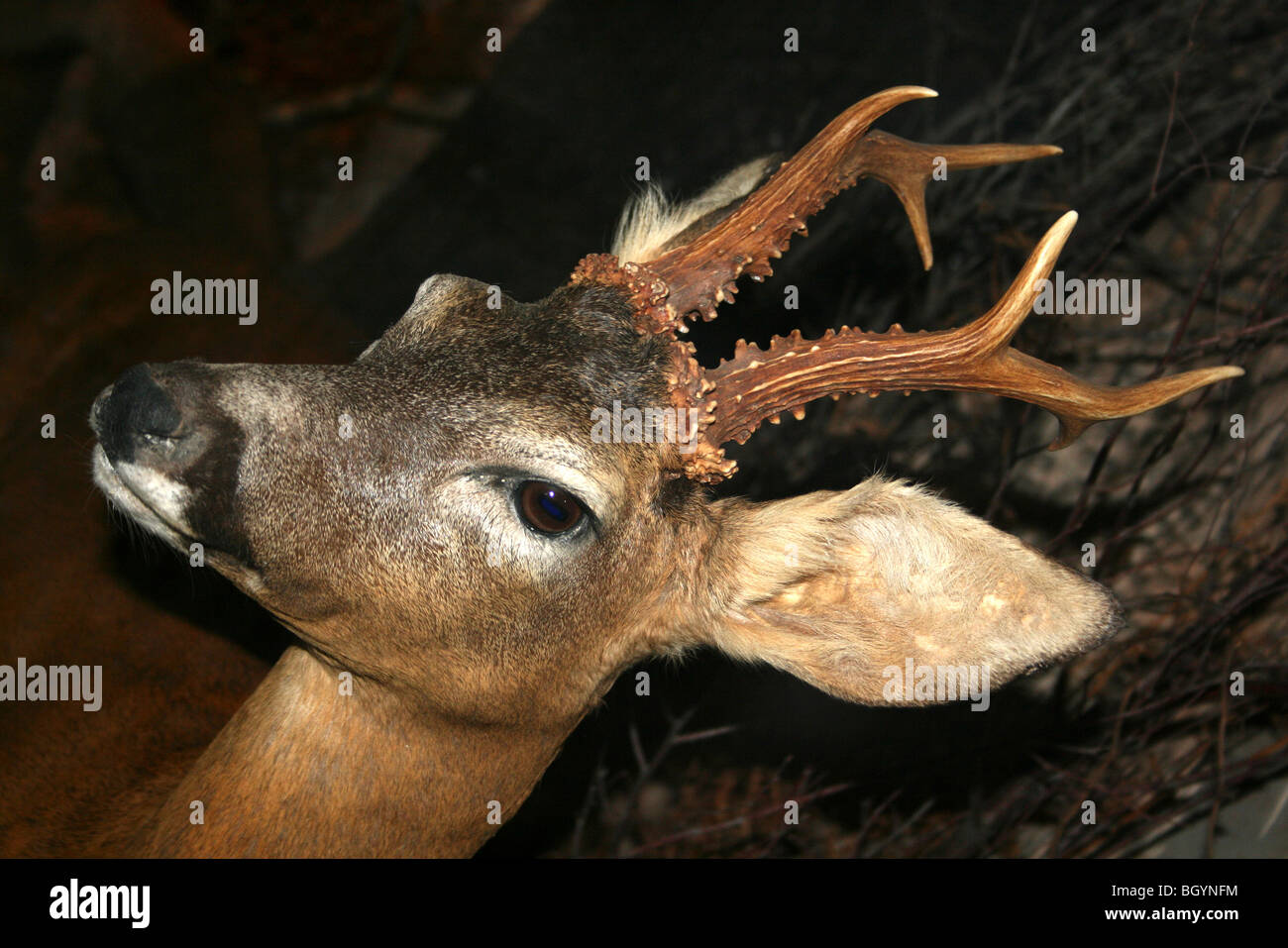 Capo di un ripieno a base di capriolo Capreolus capreolus Foto Stock