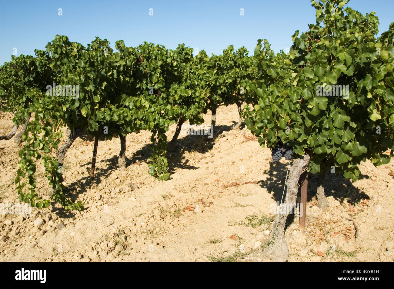 Filari di viti crescono nel Languedoc, Francia meridionale Foto Stock