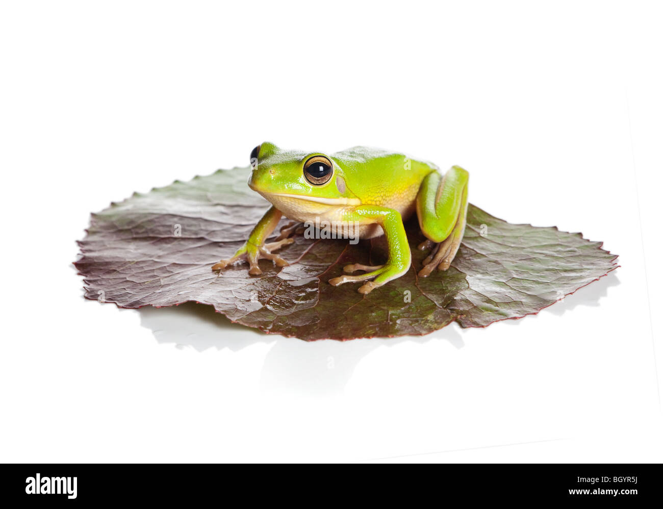 Bianco con labbro di raganella o Litoria Infrafrenata seduto su una foglia Foto Stock