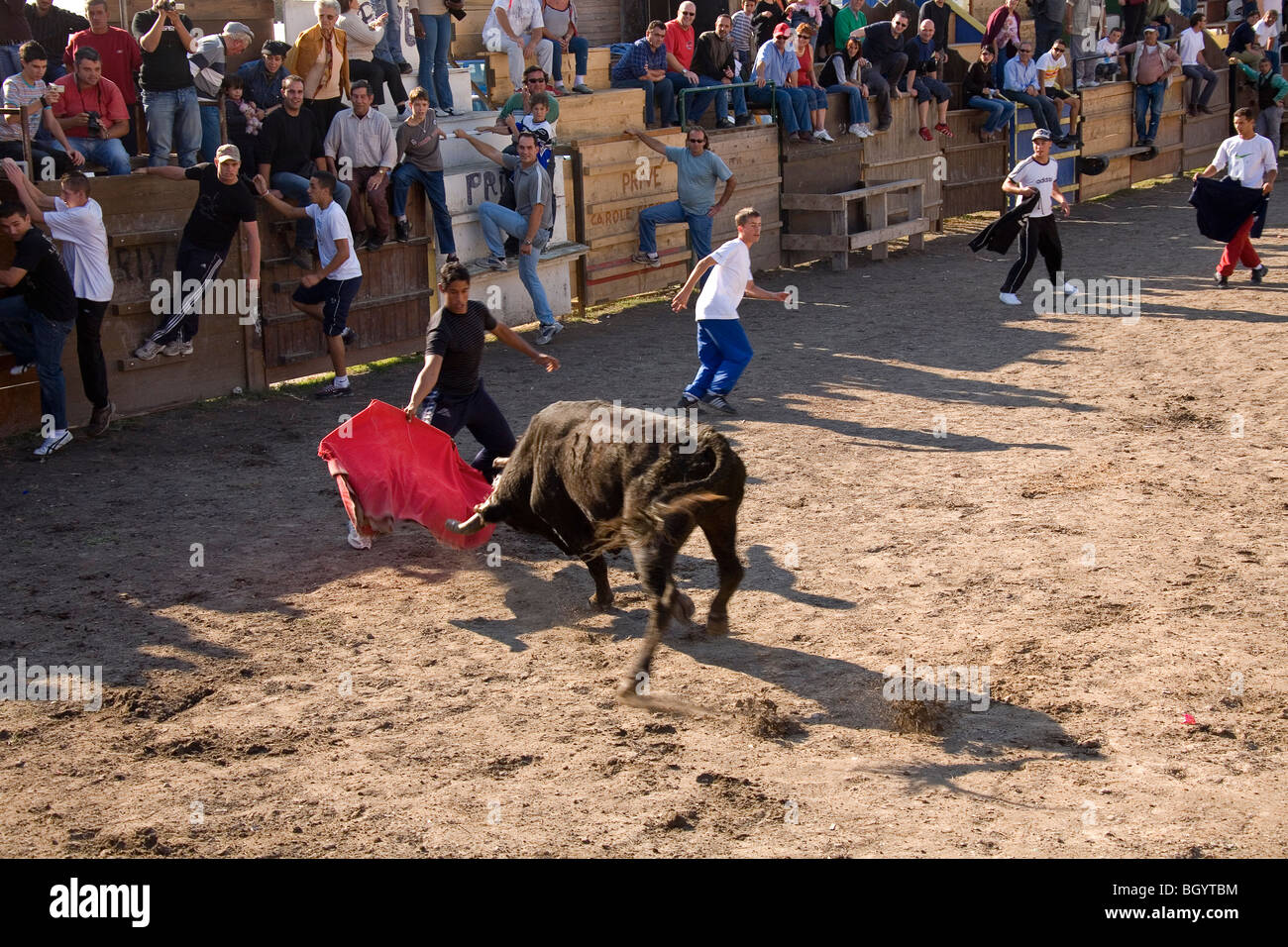 I giovani avendo divertimento per testare il proprio coraggio in una bull ring. Foto Stock