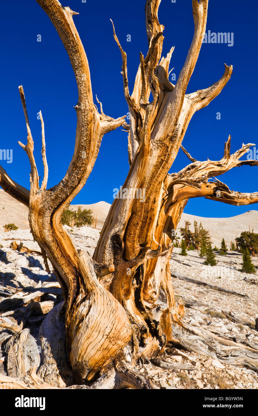 Bristlecone antichi pini (Pinus longaeva) al Patriarca Grove, Bristlecone antica foresta di pini, White Mountains, California Foto Stock