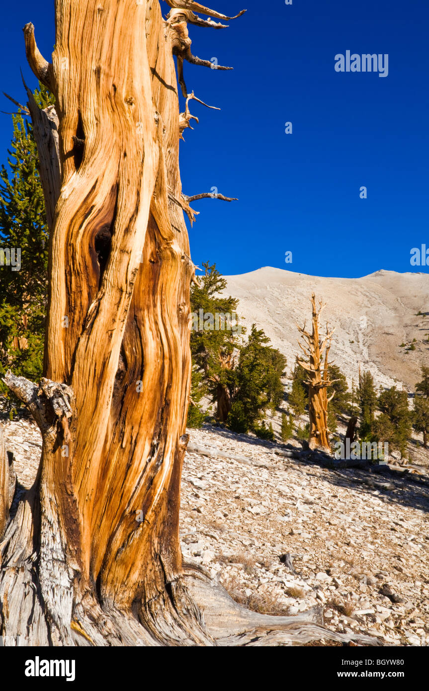 Bristlecone antichi pini (Pinus longaeva) al Patriarca Grove, Bristlecone antica foresta di pini, White Mountains, California Foto Stock