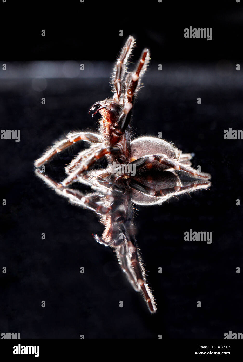 Imbuto mortale Spider Web Australia Foto Stock