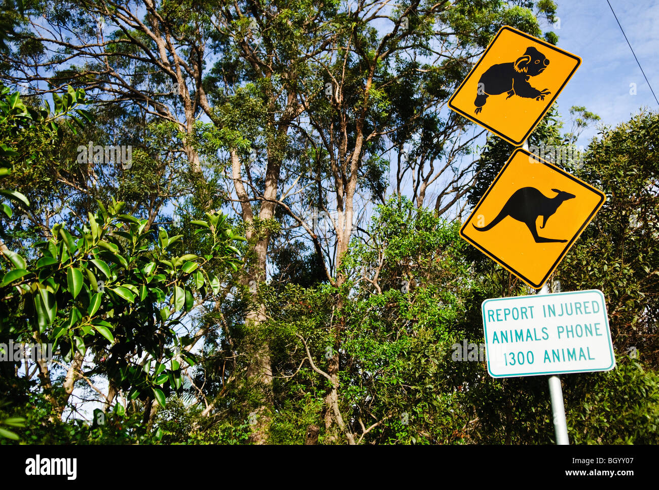 Cartello di attraversamento del canguro di Koala Brisbane Australia // BRISBANE, Australia - Un cartello di avvertimento a bordo strada avvisa i conducenti di potenziali attraversamenti di koala e canguri nell'area. Questi segnali di attraversamento della fauna selvatica sono comunemente installati in tutto il Queensland e in altri stati australiani dove i marsupiali nativi attraversano spesso strade tra aree abitate. I cartelli servono come importanti misure di sicurezza per ridurre le collisioni tra veicoli e fauna selvatica, che rappresentano minacce significative sia per gli automobilisti che per la fauna nativa dell'Australia. Le aree suburbane e peri-urbane di Brisbane spesso si intersecano con i corridoi naturali della macchia Foto Stock