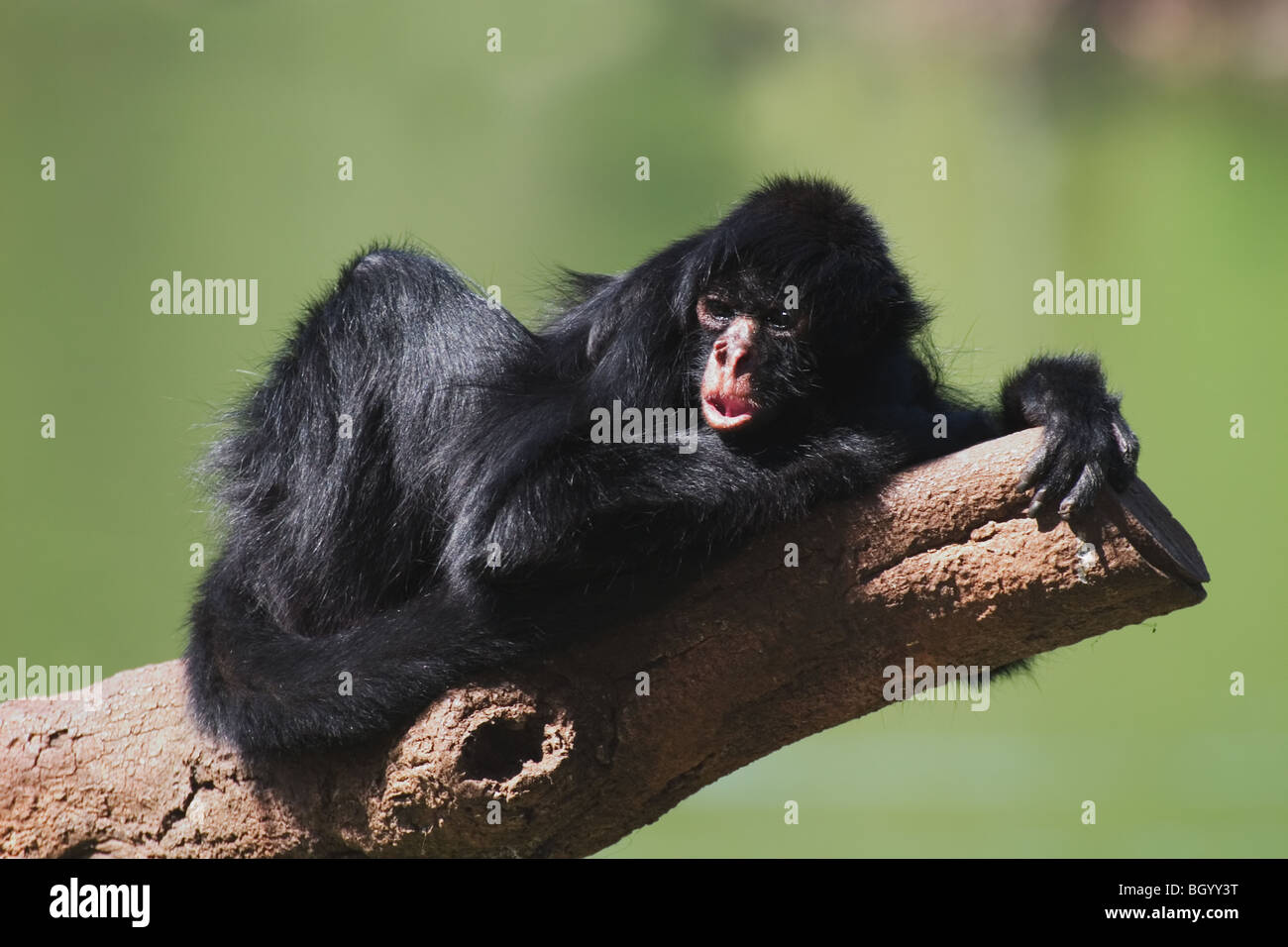 Nero-di fronte Spider Monkey (Ateles paniscus chamek) di appoggio nella struttura ad albero. Vivono nella foresta del centro America del Sud, Brasile. Foto Stock