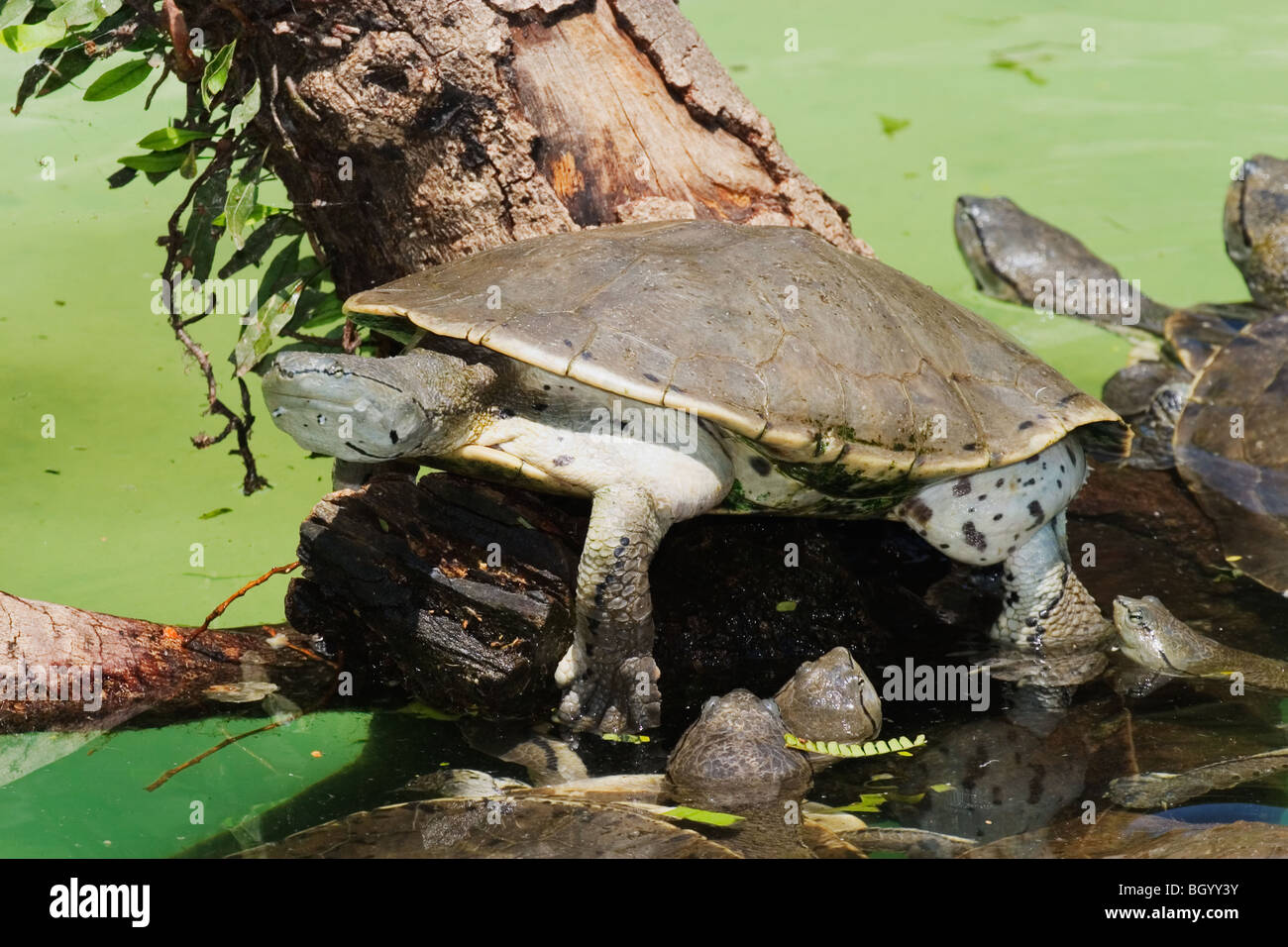 Hilaire di lato il collo Turtle ( Phrynops hilarii) Foto Stock