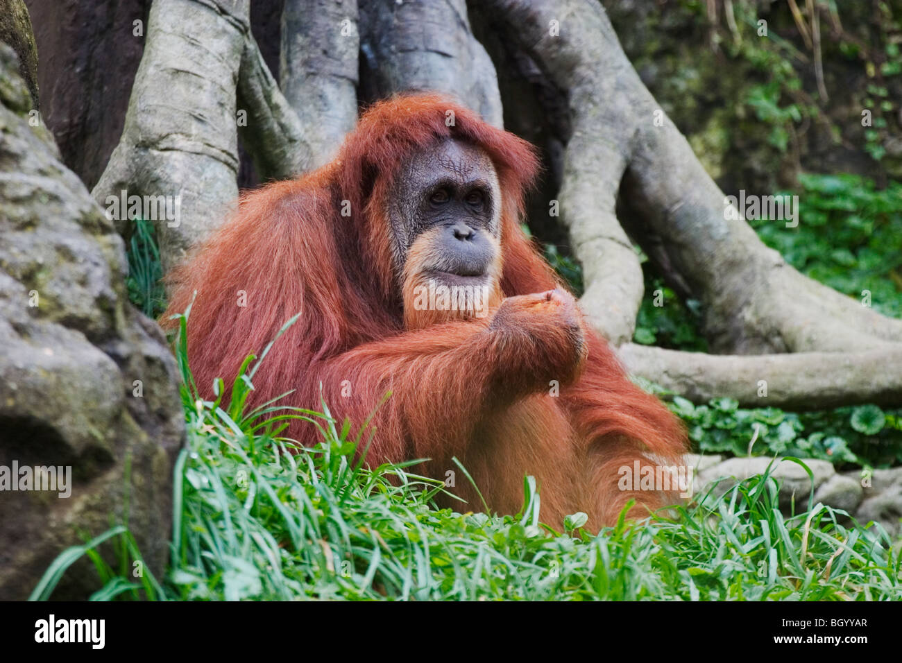 (Orangutan Pongo pygmaeus), nativo di Borneo, Indonesia Foto Stock