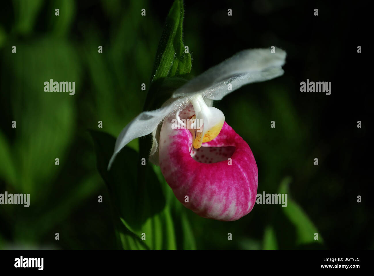 Appariscente pianella della Madonna Cypripedium reginae Foto Stock