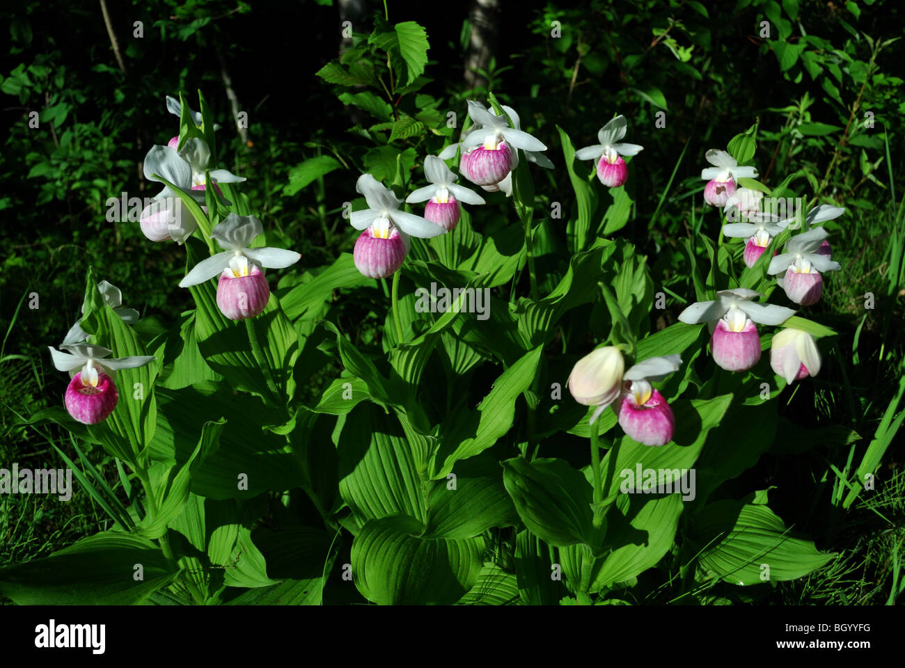 Appariscente pianella della Madonna Cypripedium reginae Foto Stock