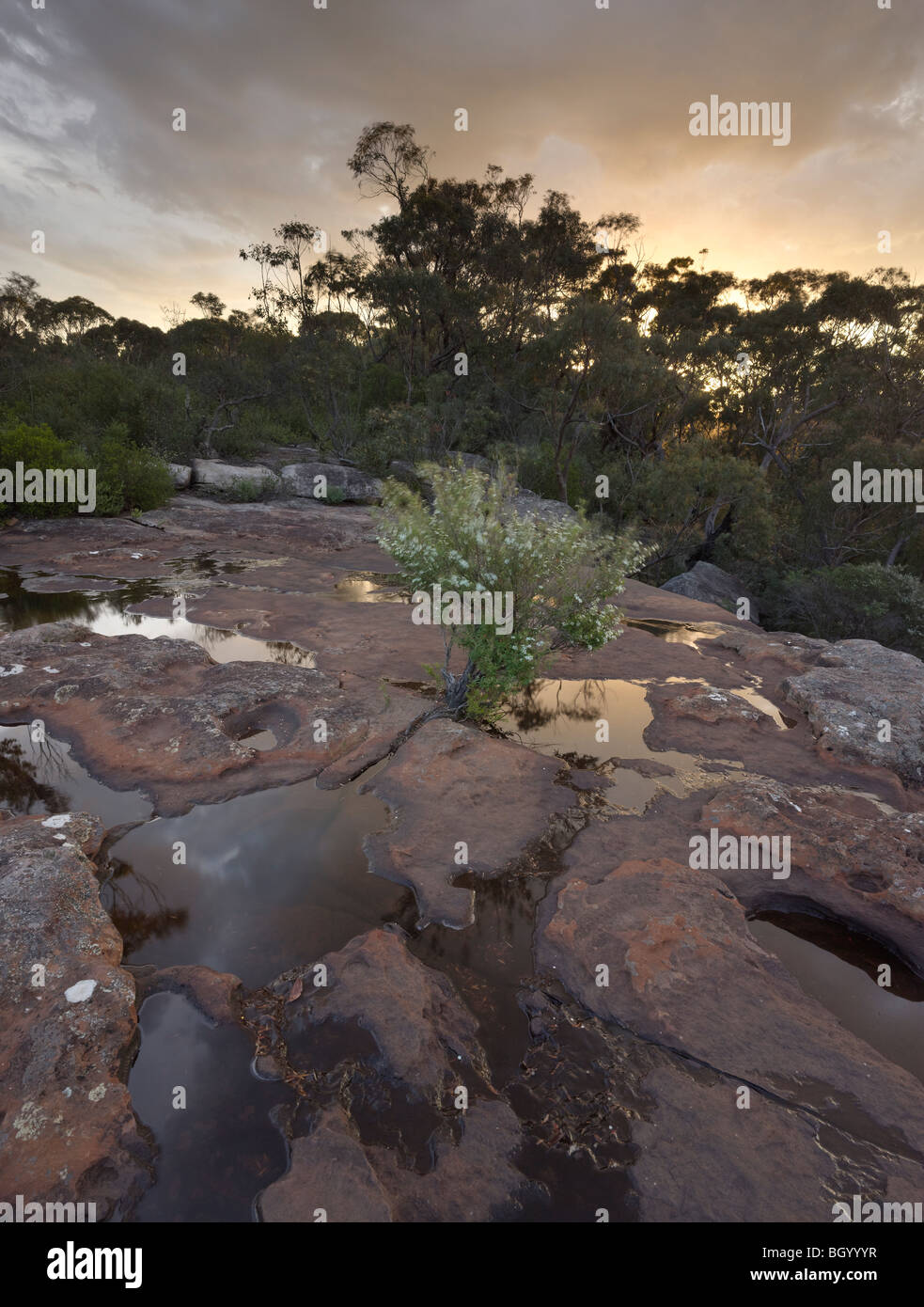 Colpite dalla siccità Maddens Creek, Dharawal membro Area di Conservazione, NSW Australia Foto Stock