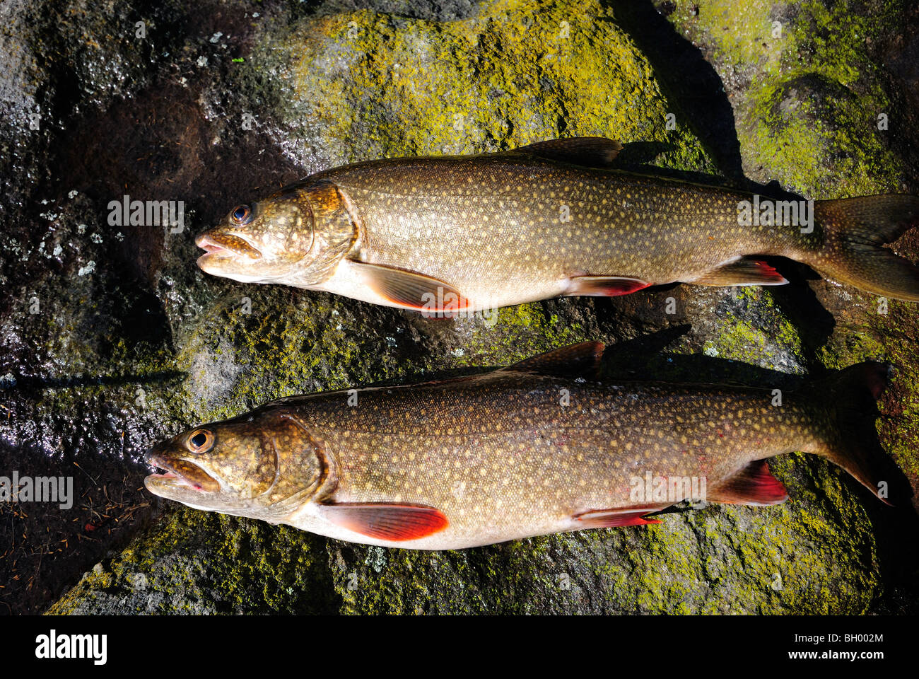 Trota di lago da uno scudo canadese lago. Foto Stock