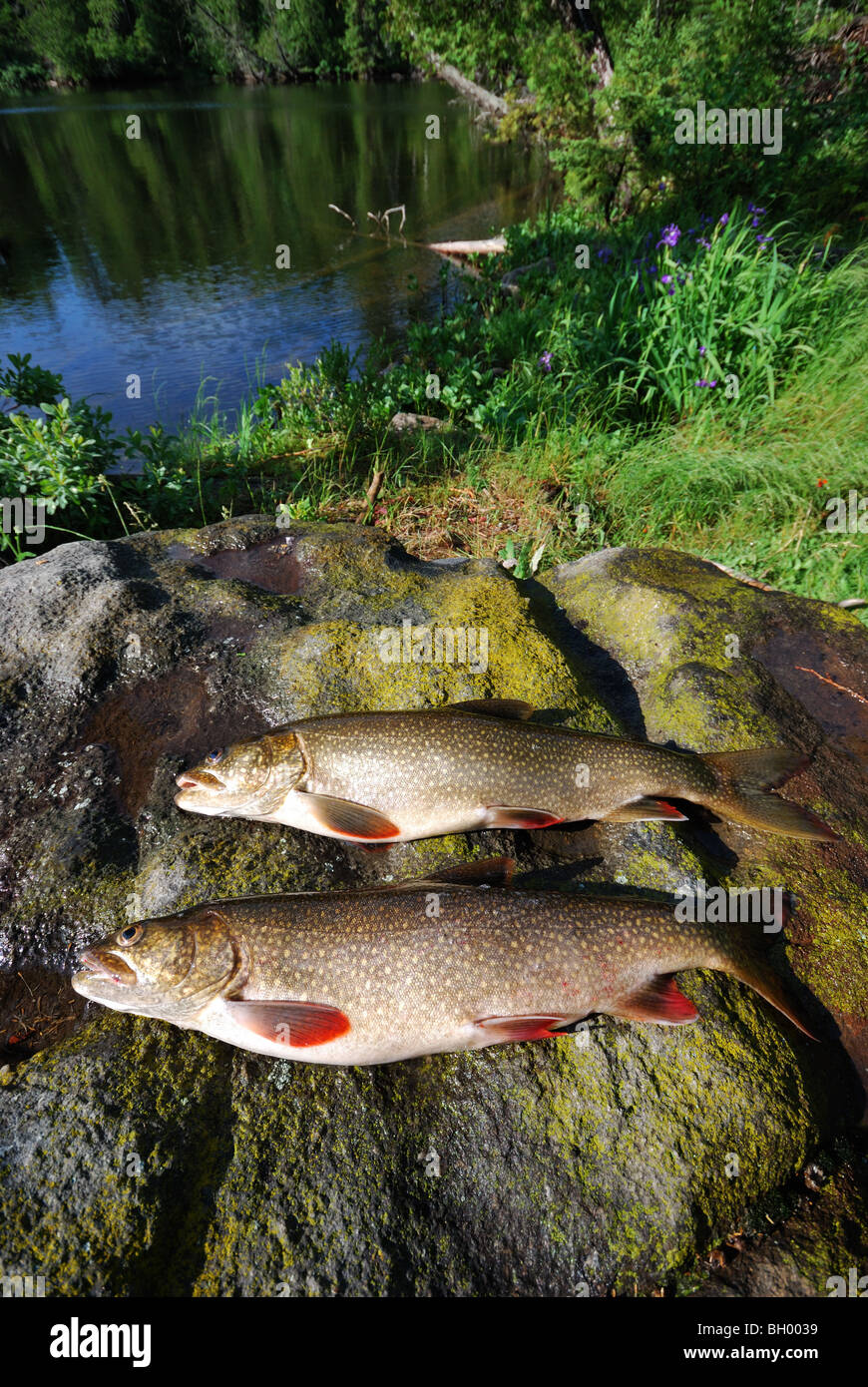 Trota di lago da uno scudo canadese lago. Foto Stock