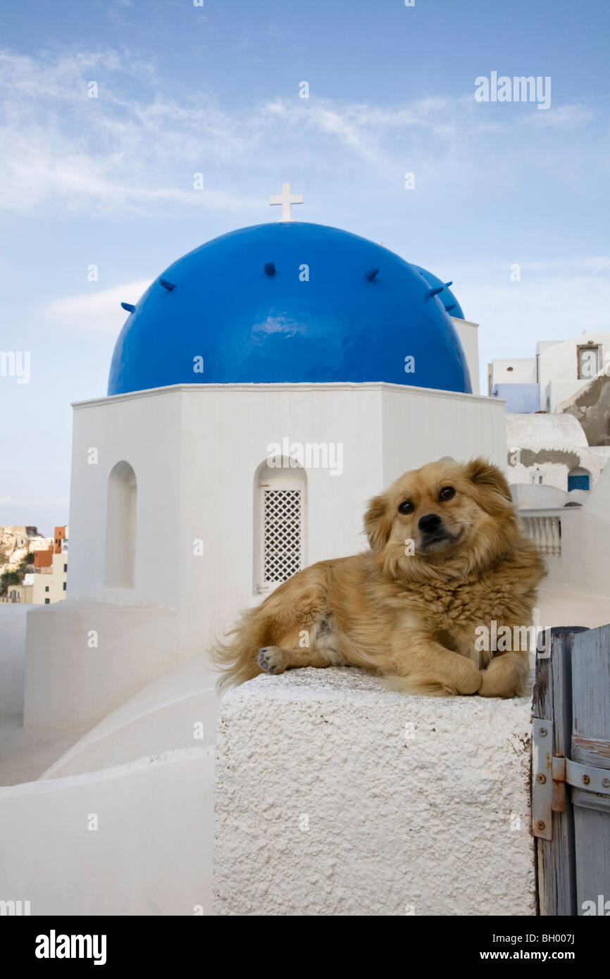 Il cane si rilassa sul gateparone bianco di fronte alla chiesa dalle cupole blu nelle isole greche Foto Stock