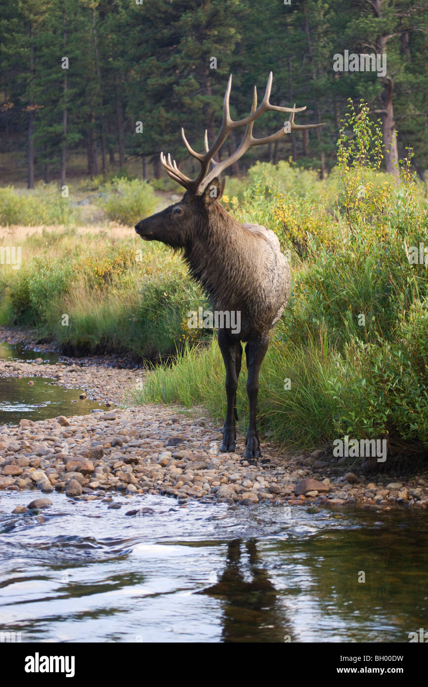Bull Elk, Moraine Park, il Parco Nazionale delle Montagne Rocciose, Colorado. Foto Stock